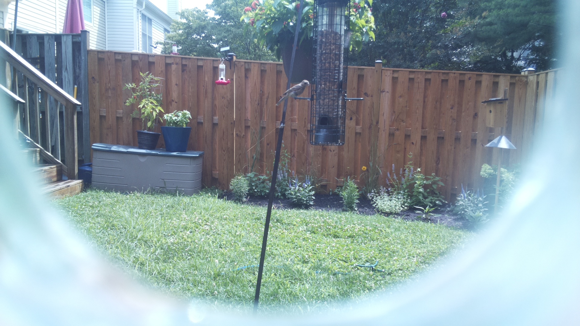 Likely Finch