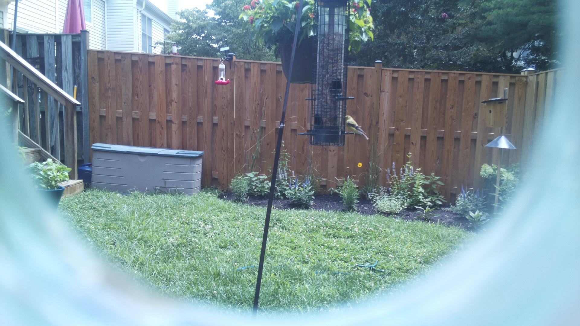 American Goldfinch
