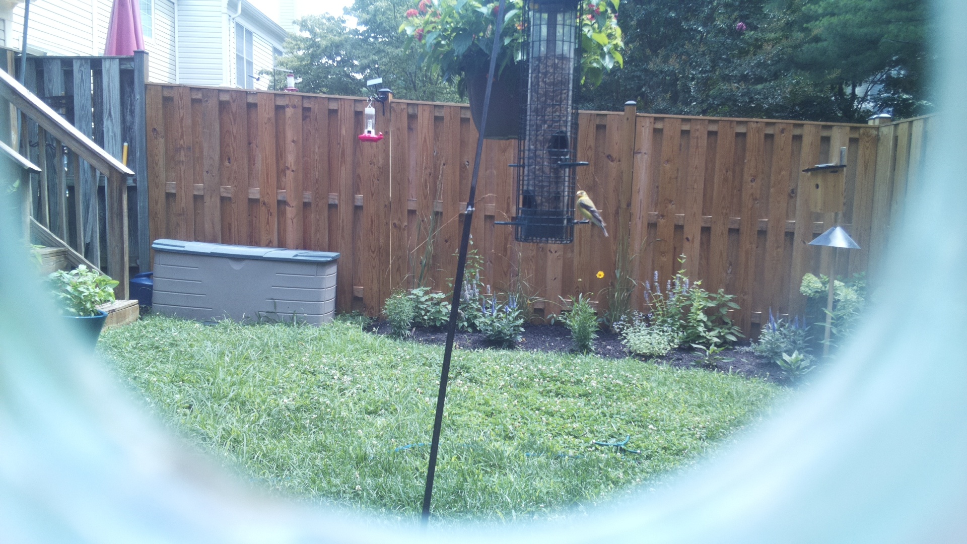 American Goldfinch