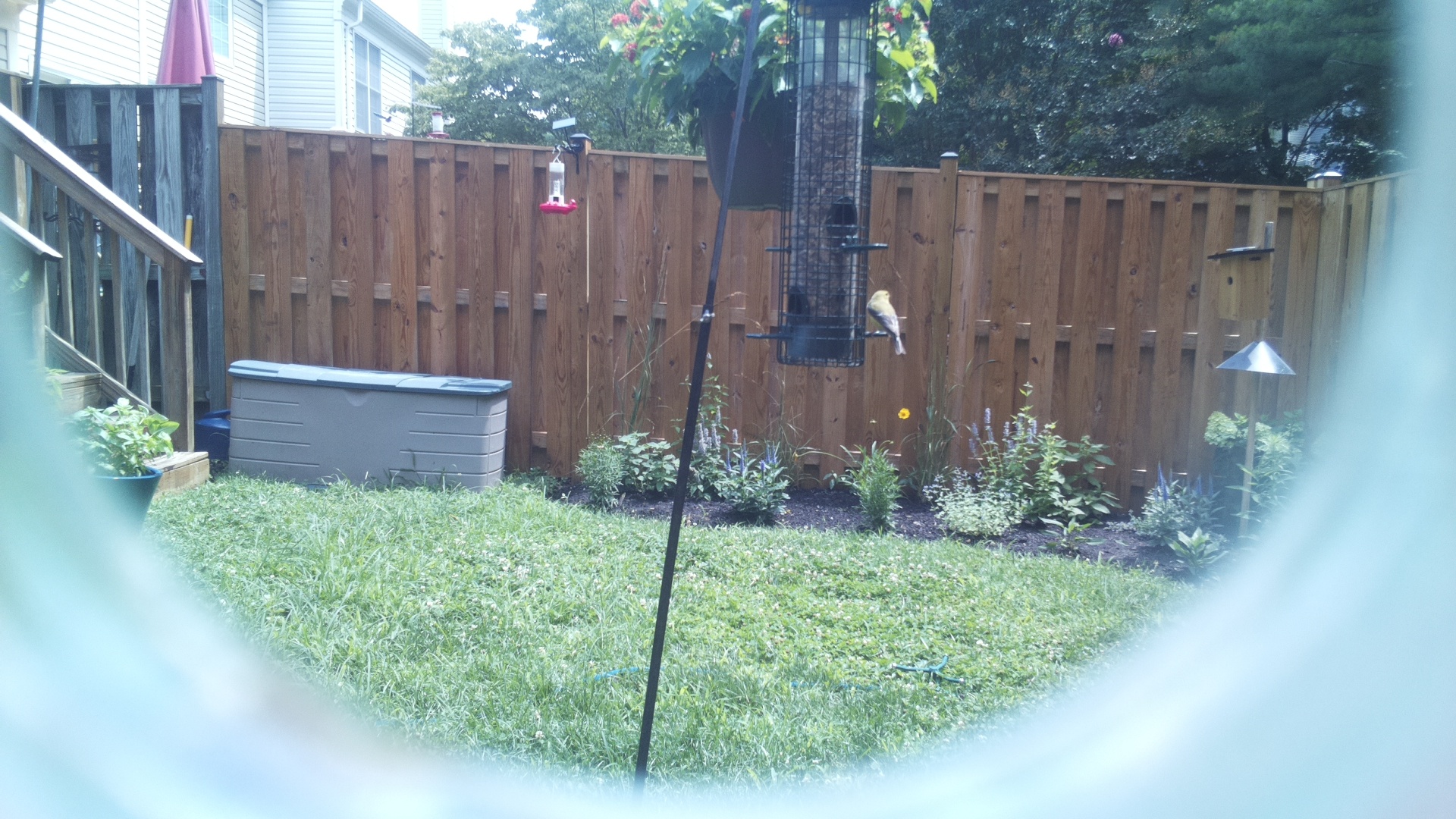 American Goldfinch