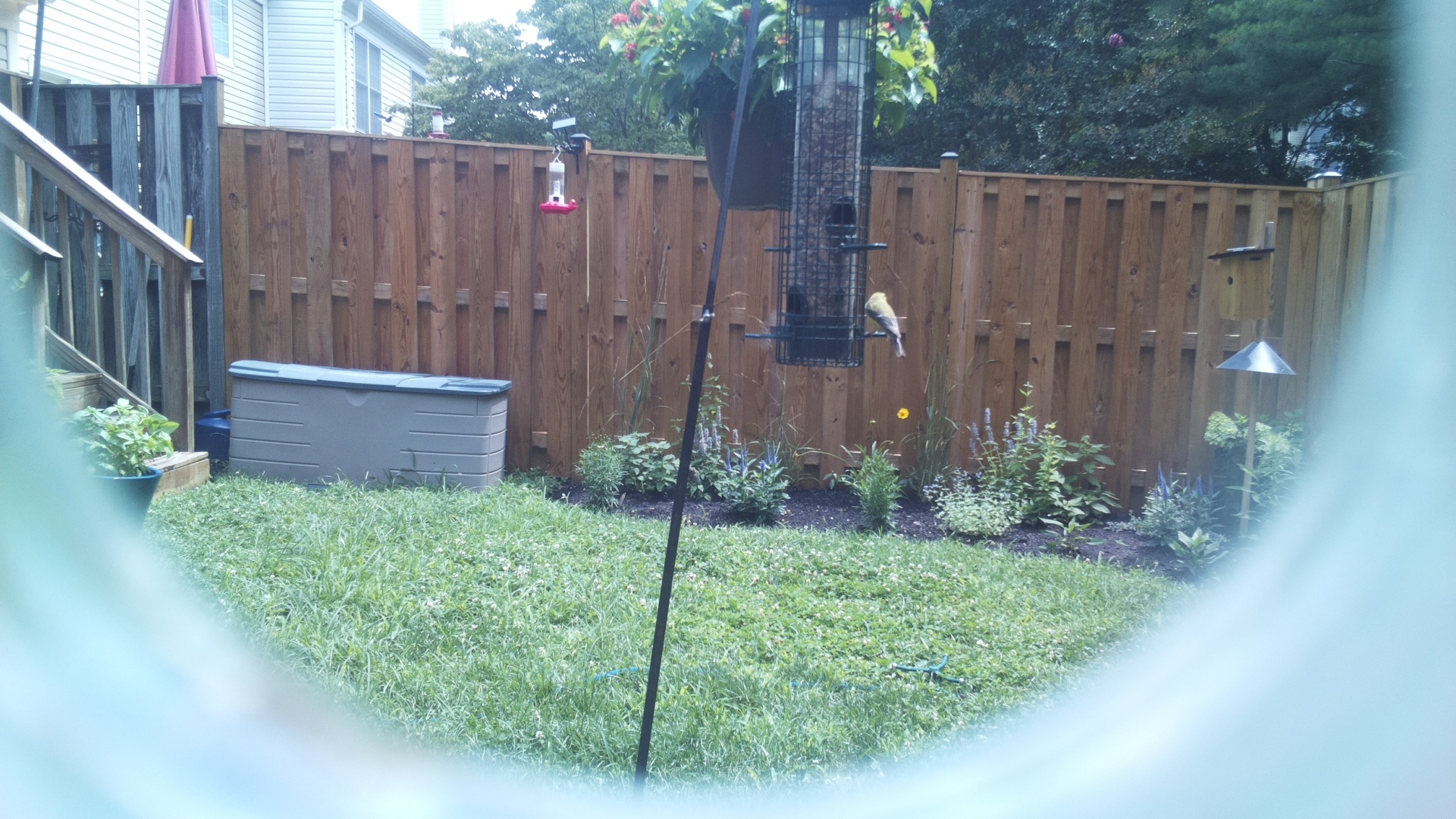 American Goldfinch