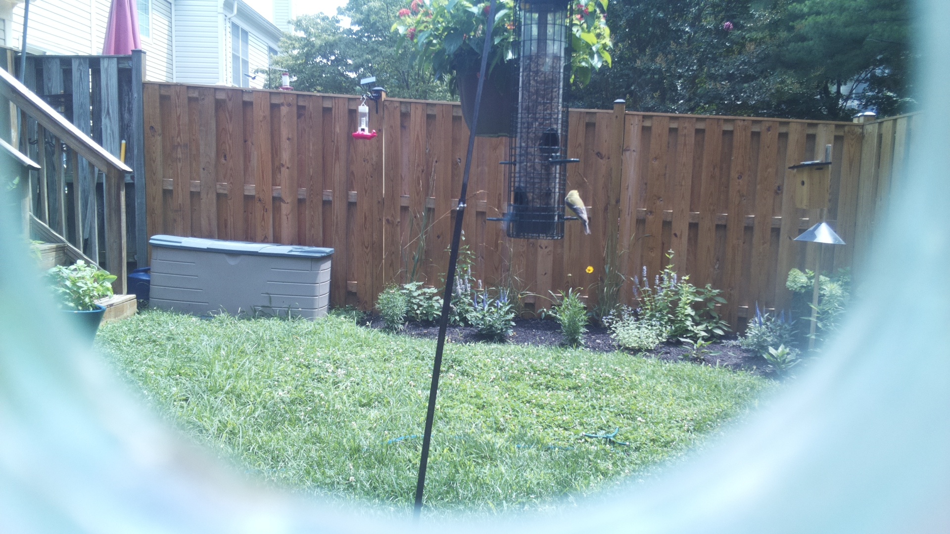American Goldfinch