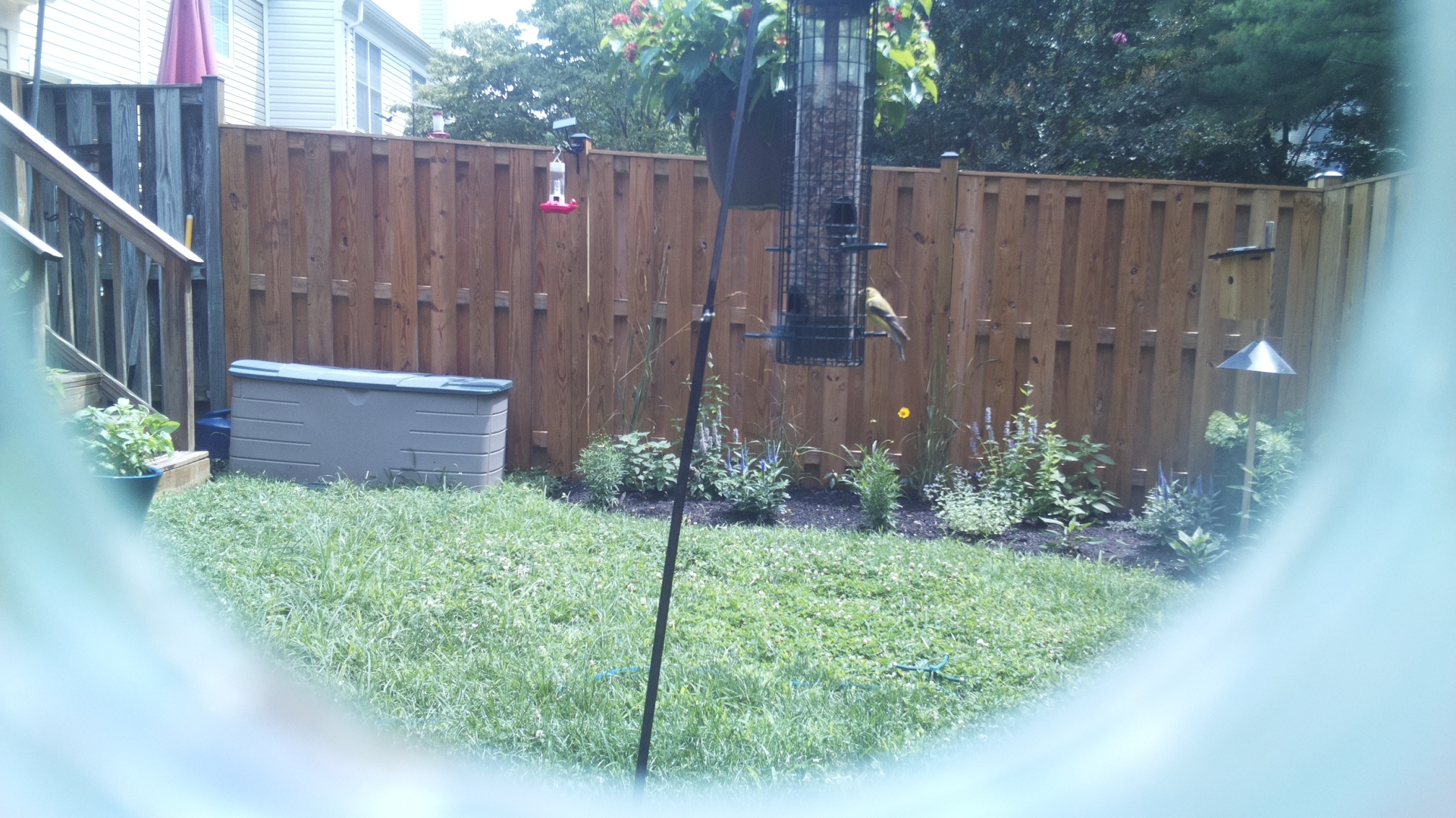 American Goldfinch