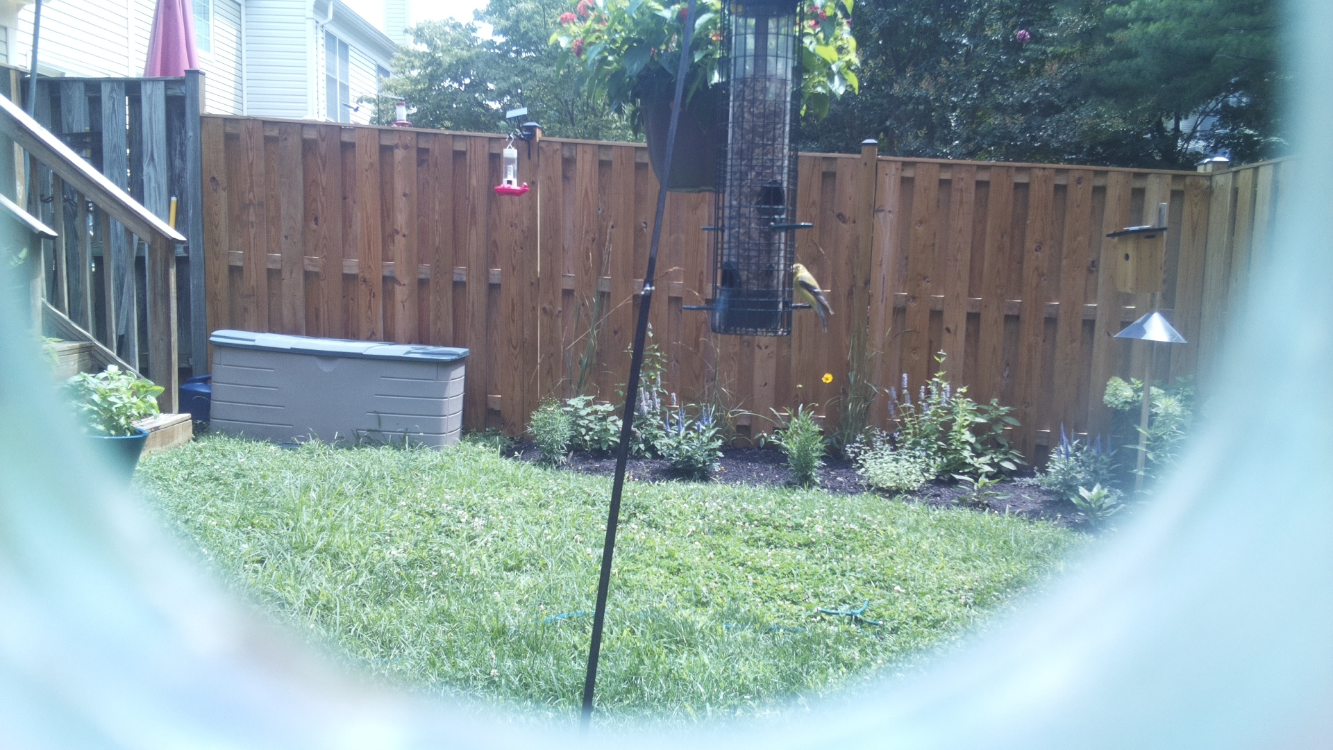 American Goldfinch
