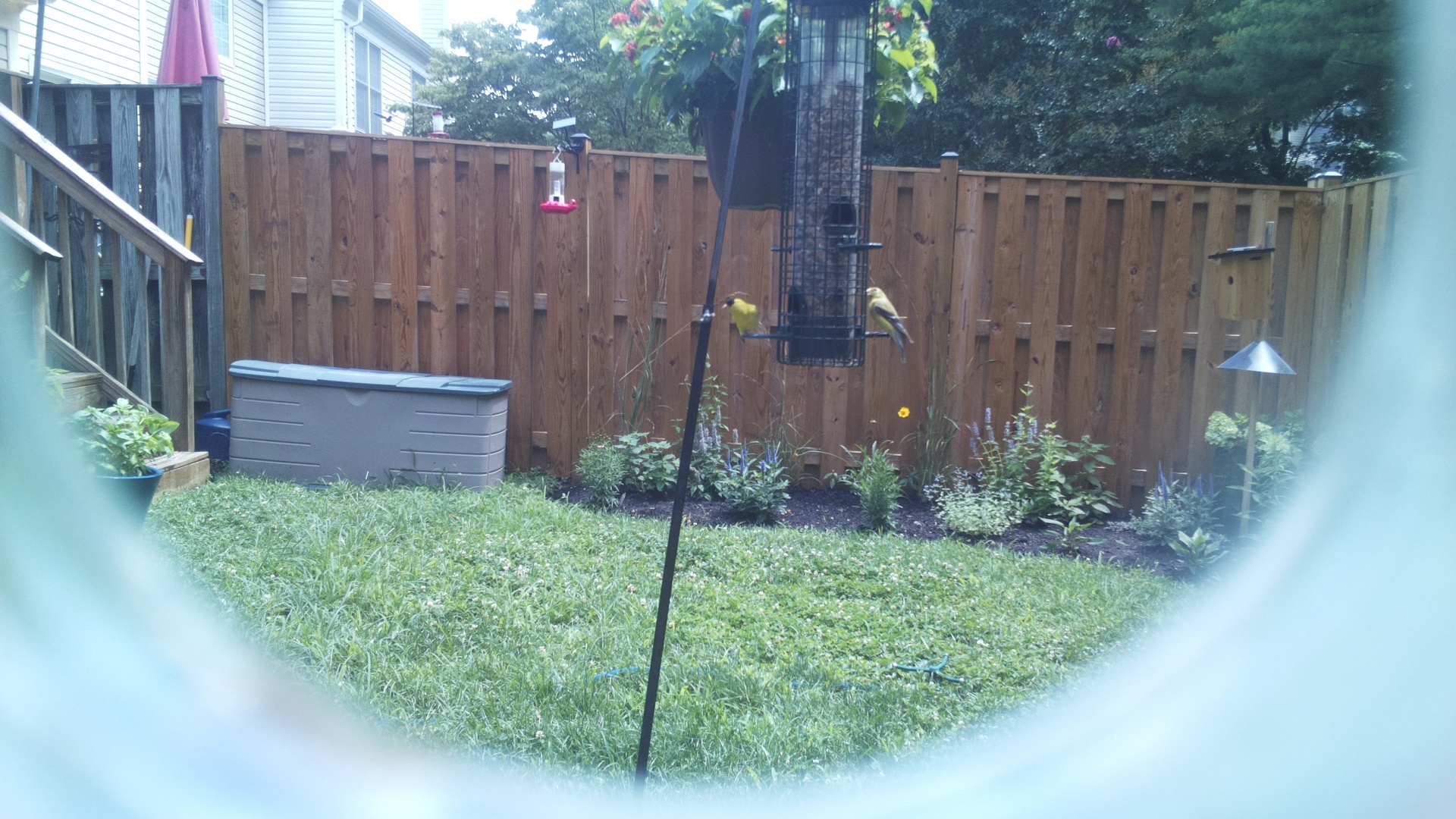 American Goldfinch
