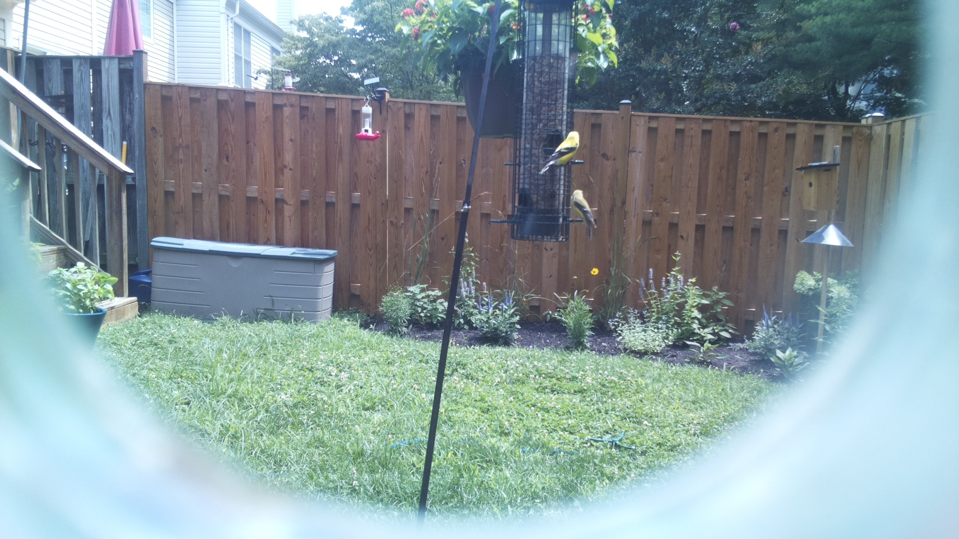 American Goldfinch