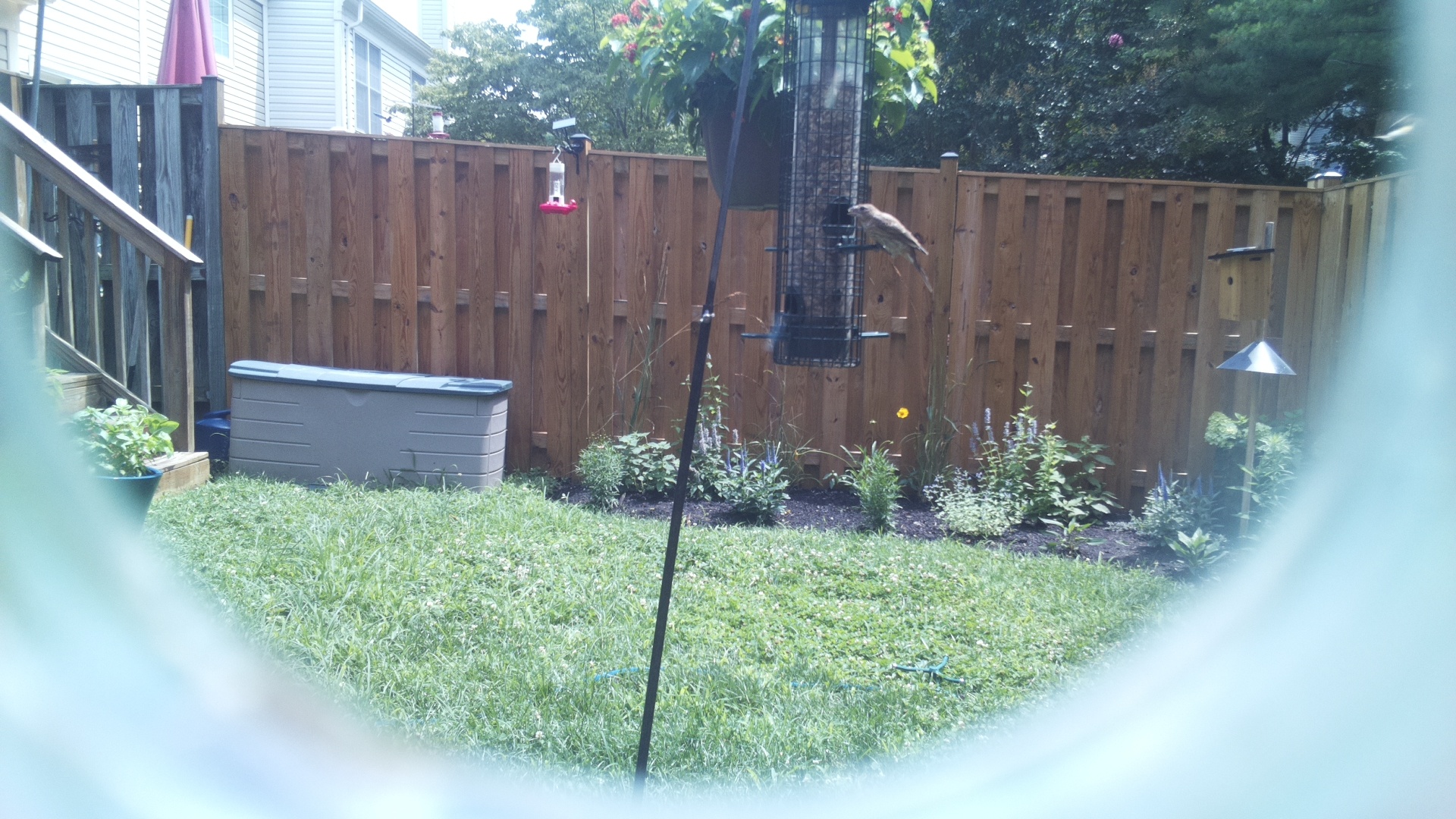 Likely Sparrow