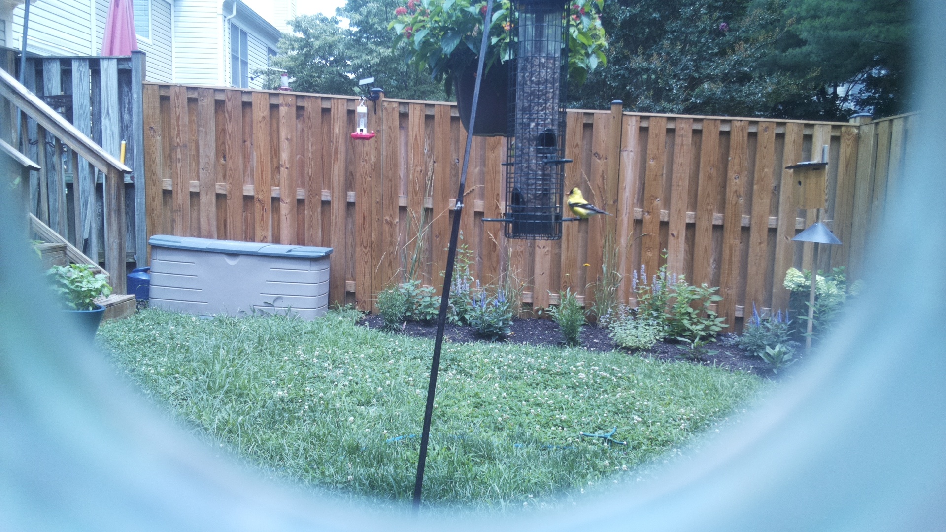 American Goldfinch