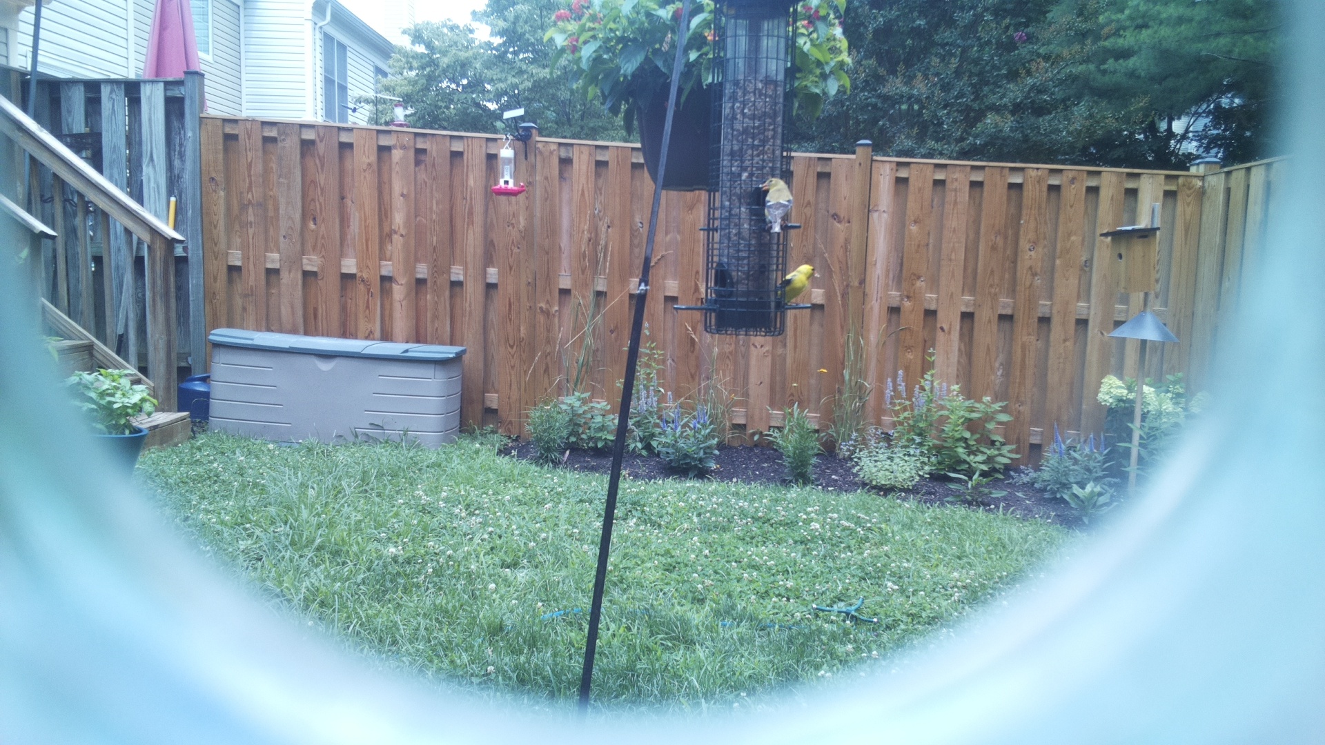 American Goldfinch