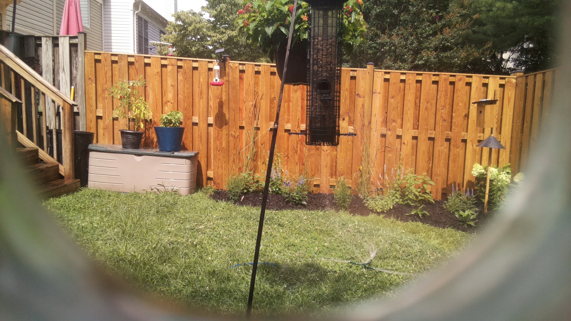 Unknown Bird