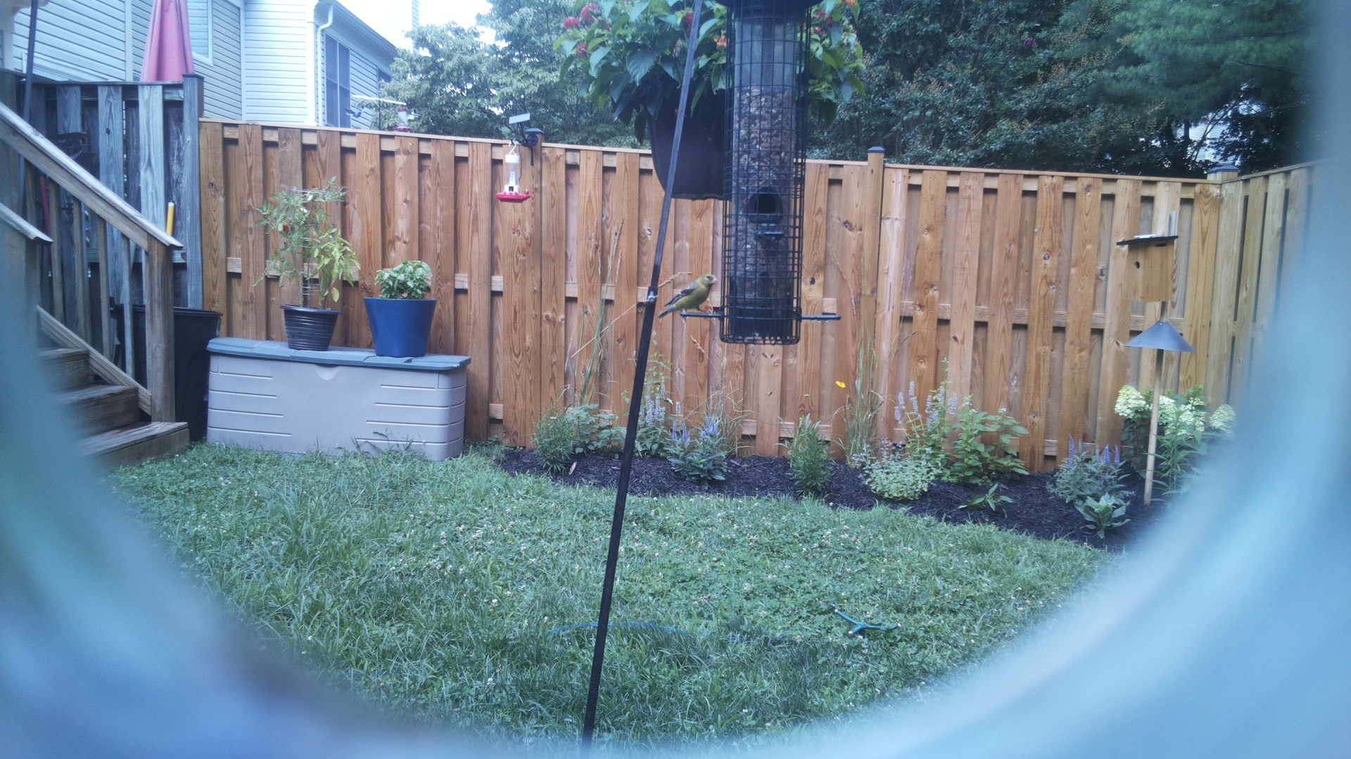 American Goldfinch