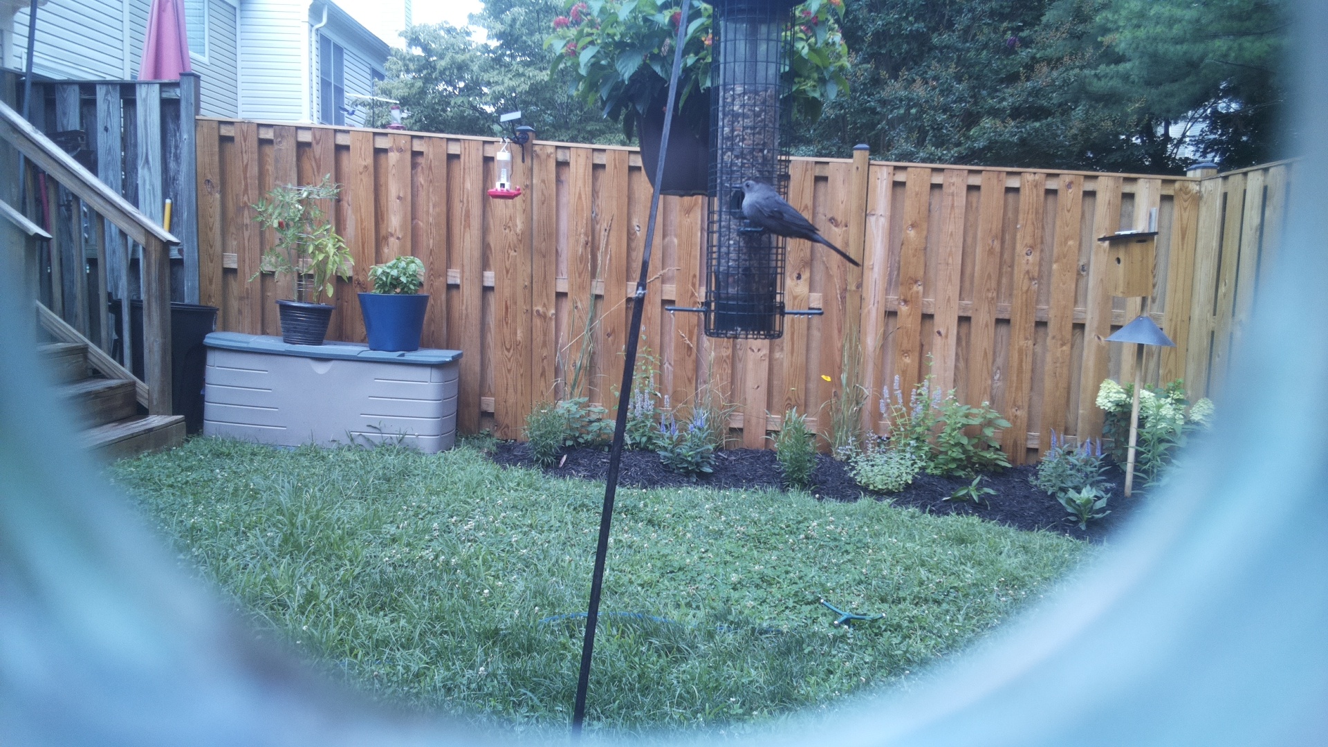 Likely Blackbird/Grackle