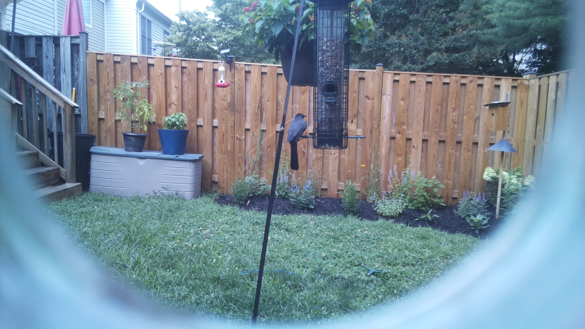 Brown-headed Cowbird