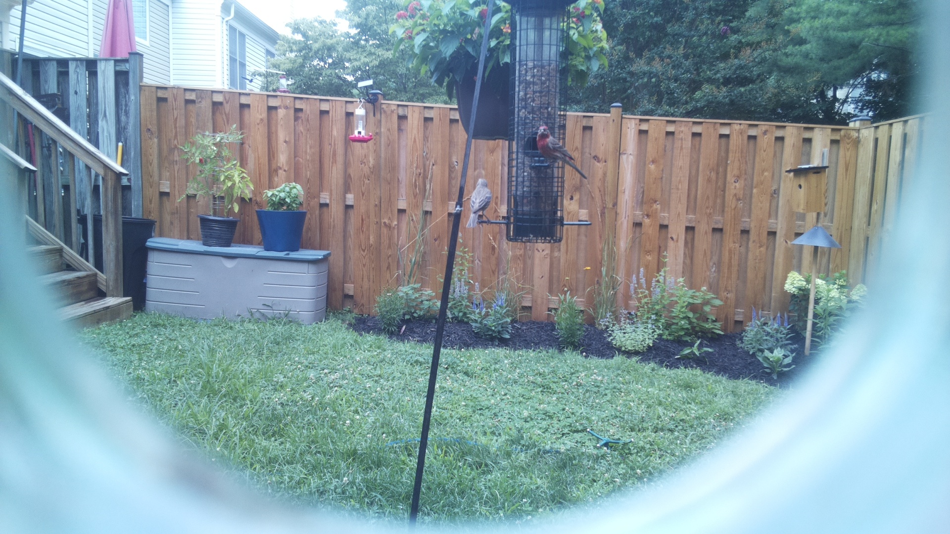 Unknown Bird