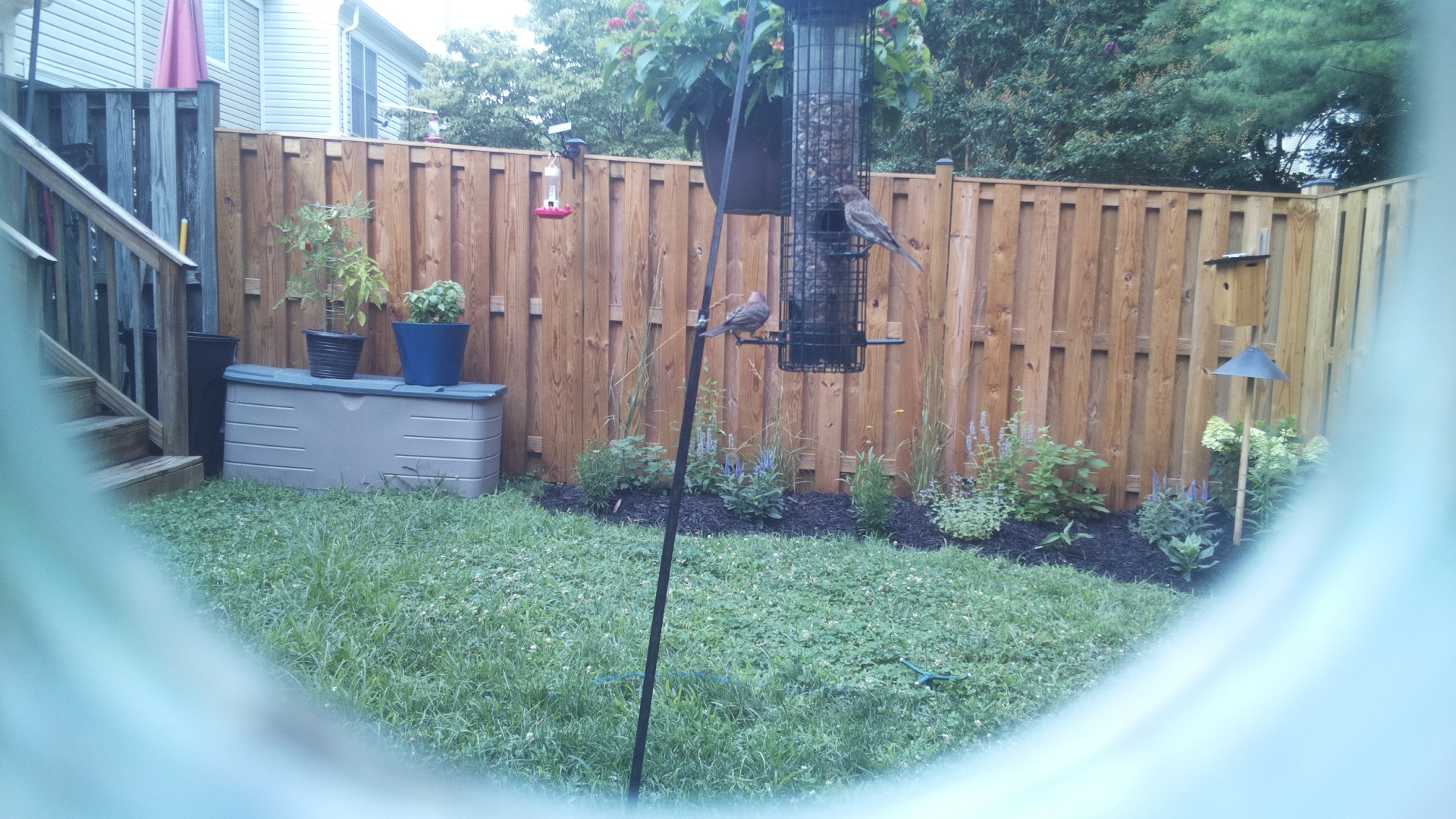 Likely Finch