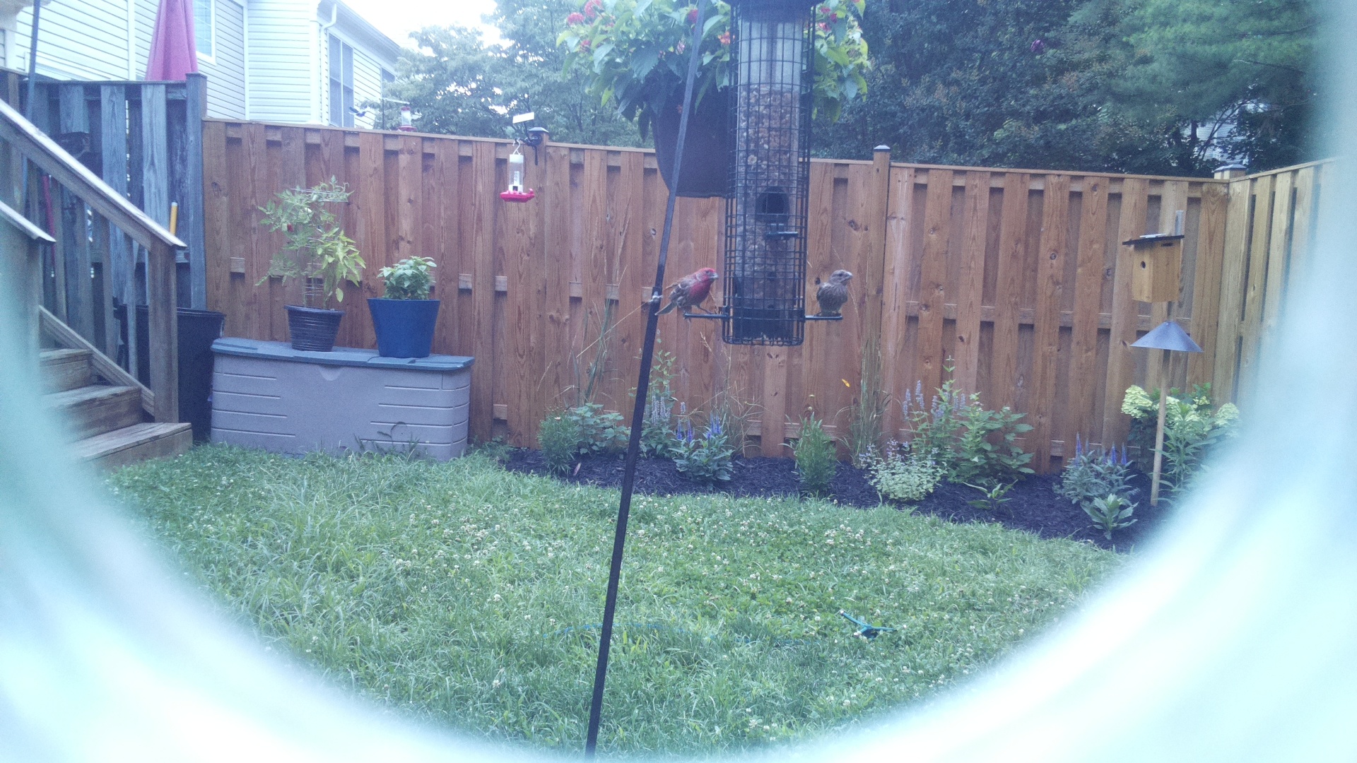 Purple Finch