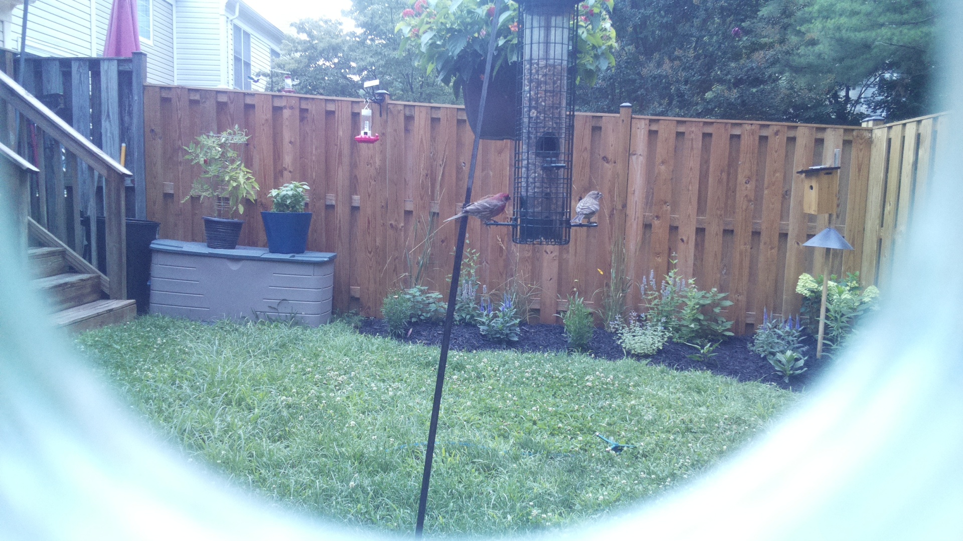 Purple Finch