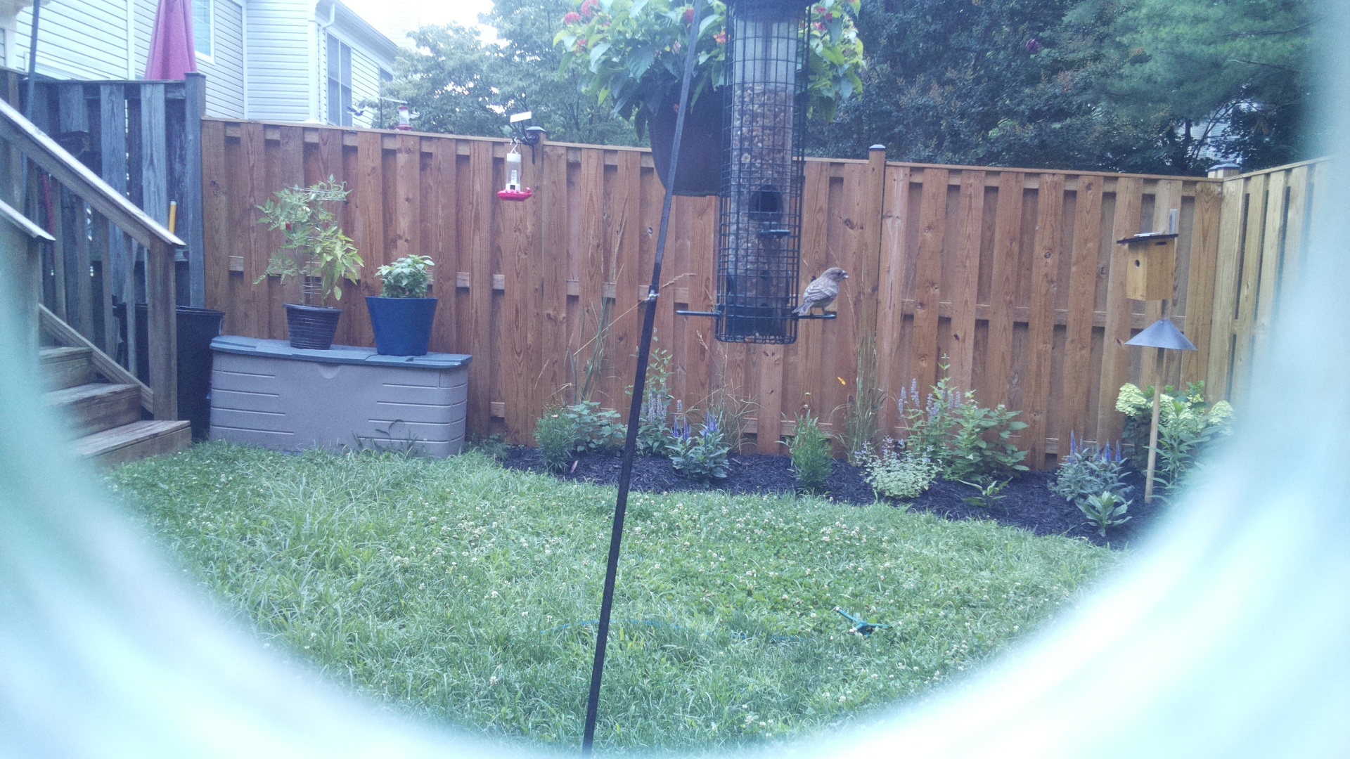 Likely Finch