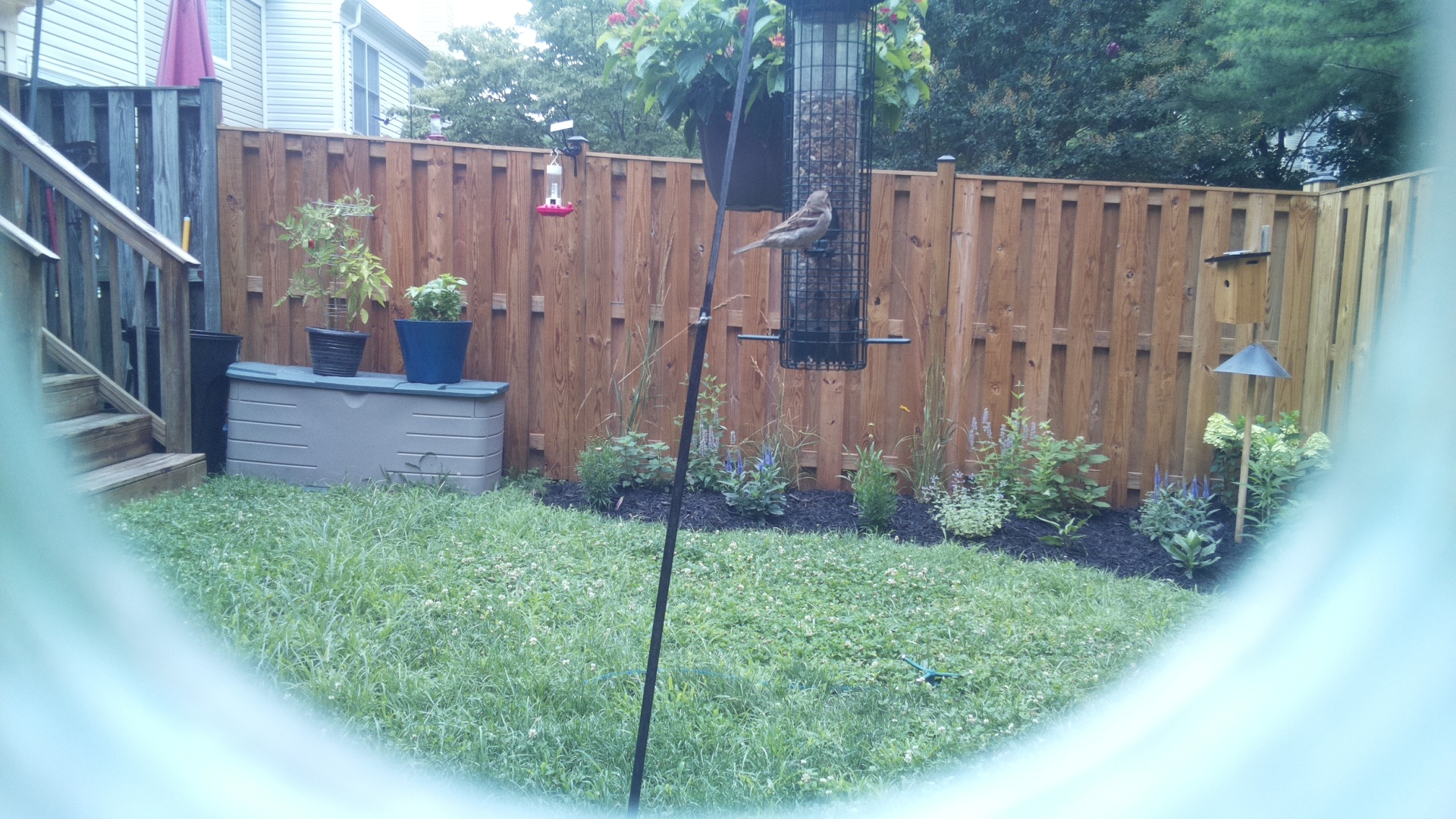 Likely Finch