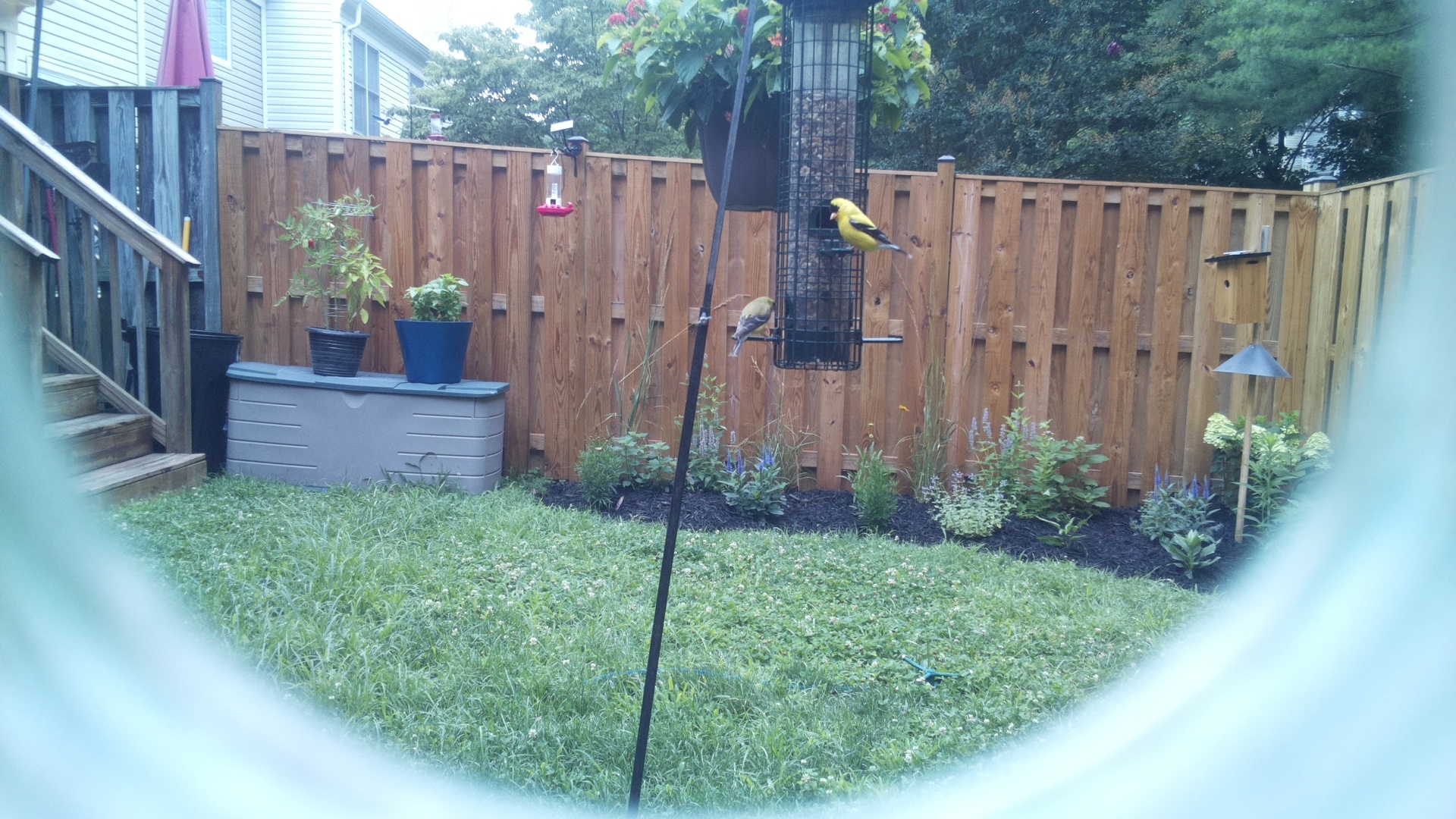 American Goldfinch