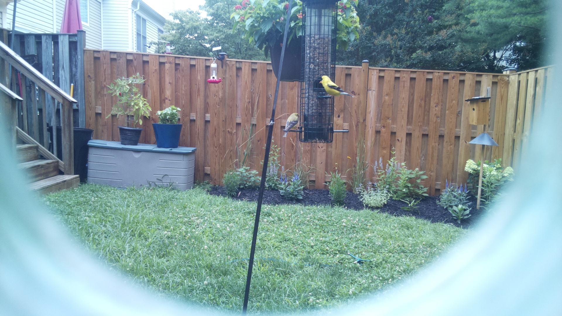 American Goldfinch