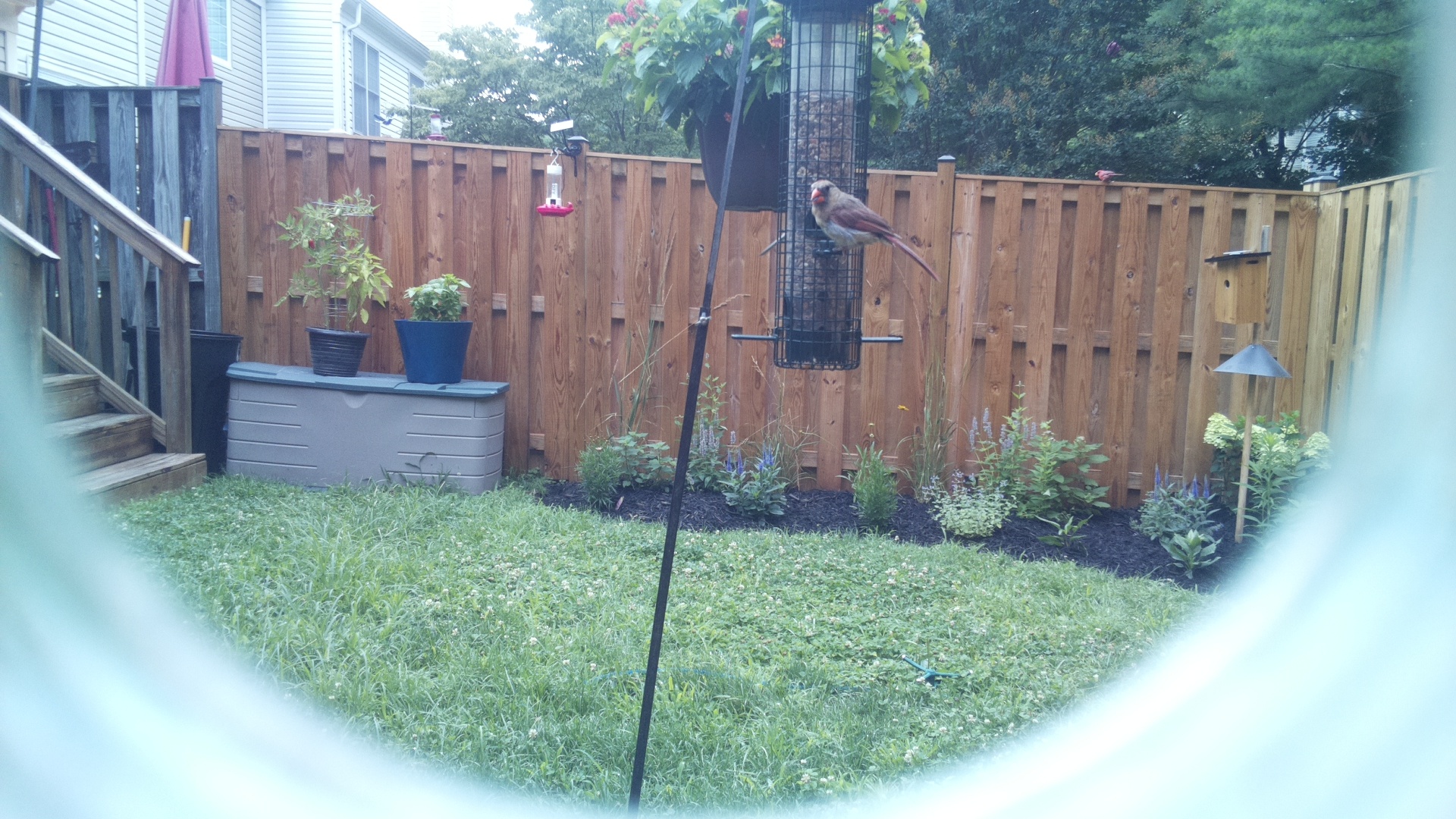 Northern Cardinal