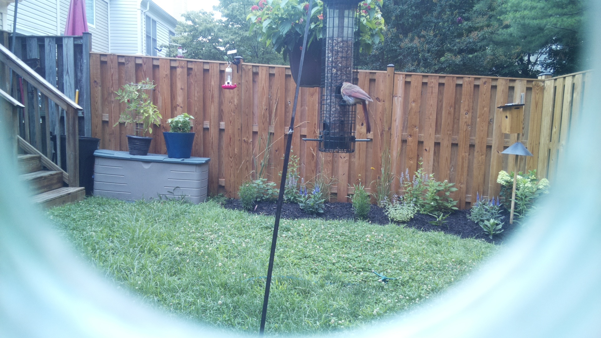 Likely Finch