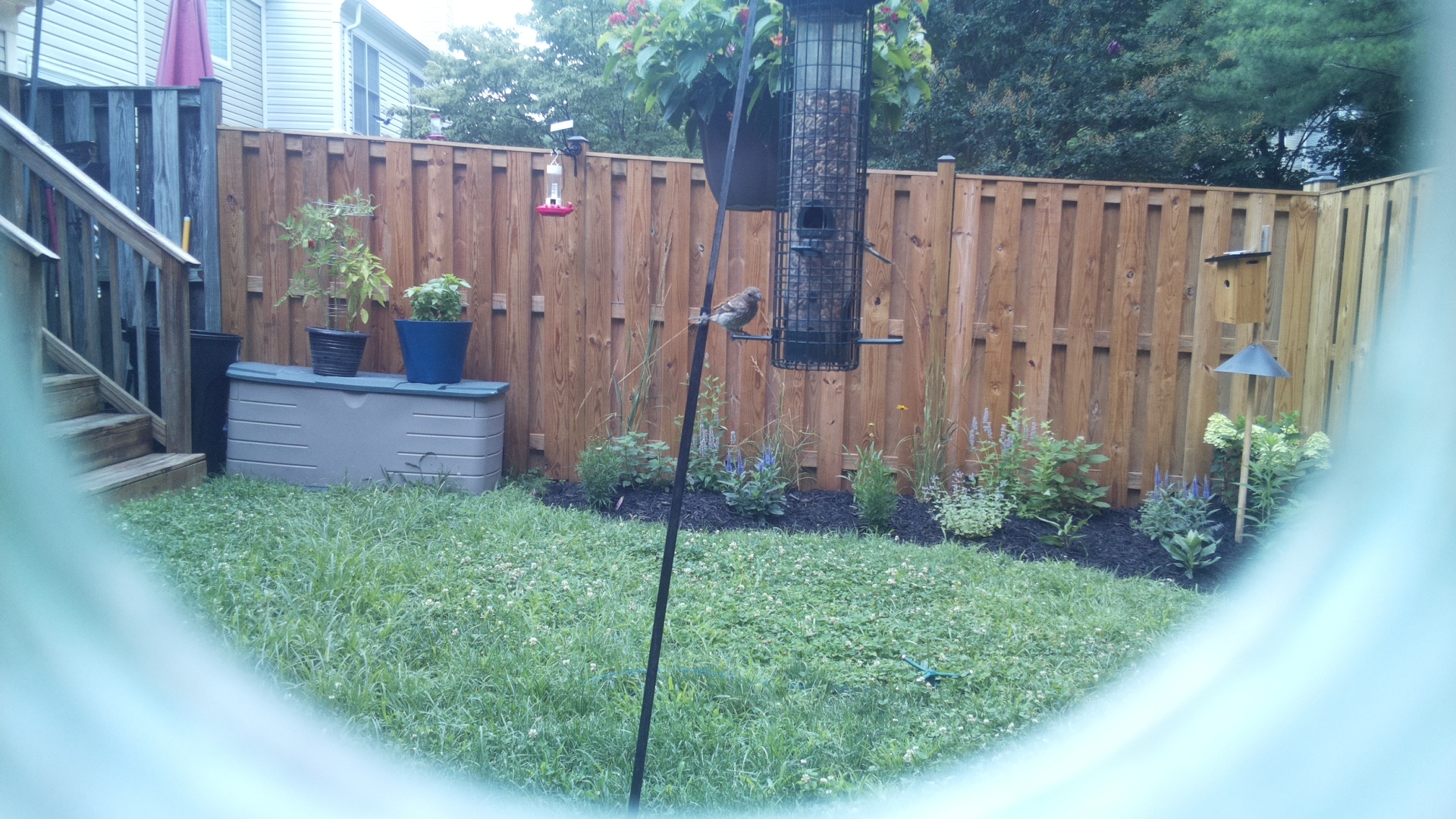 Likely Finch