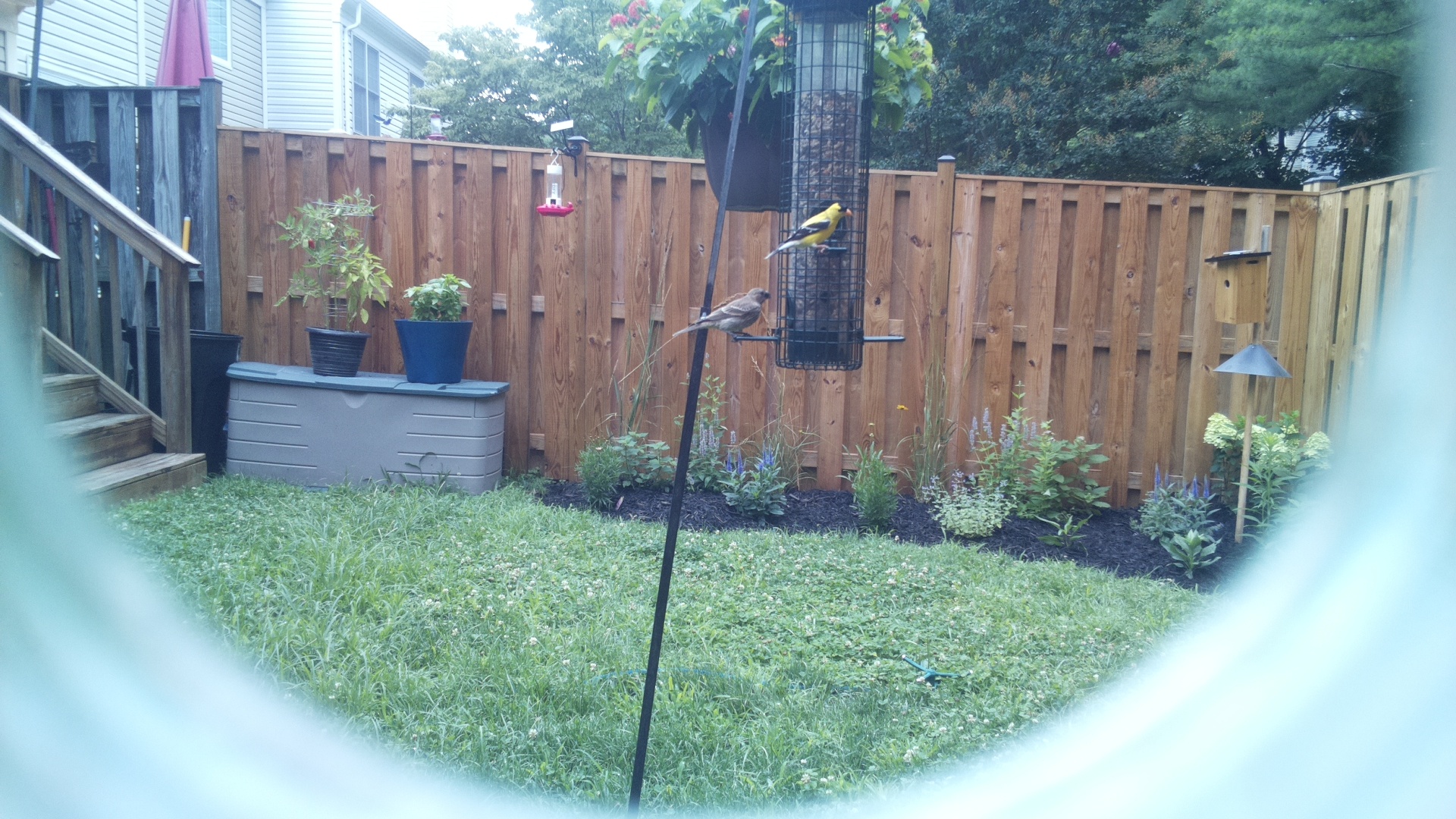 American Goldfinch