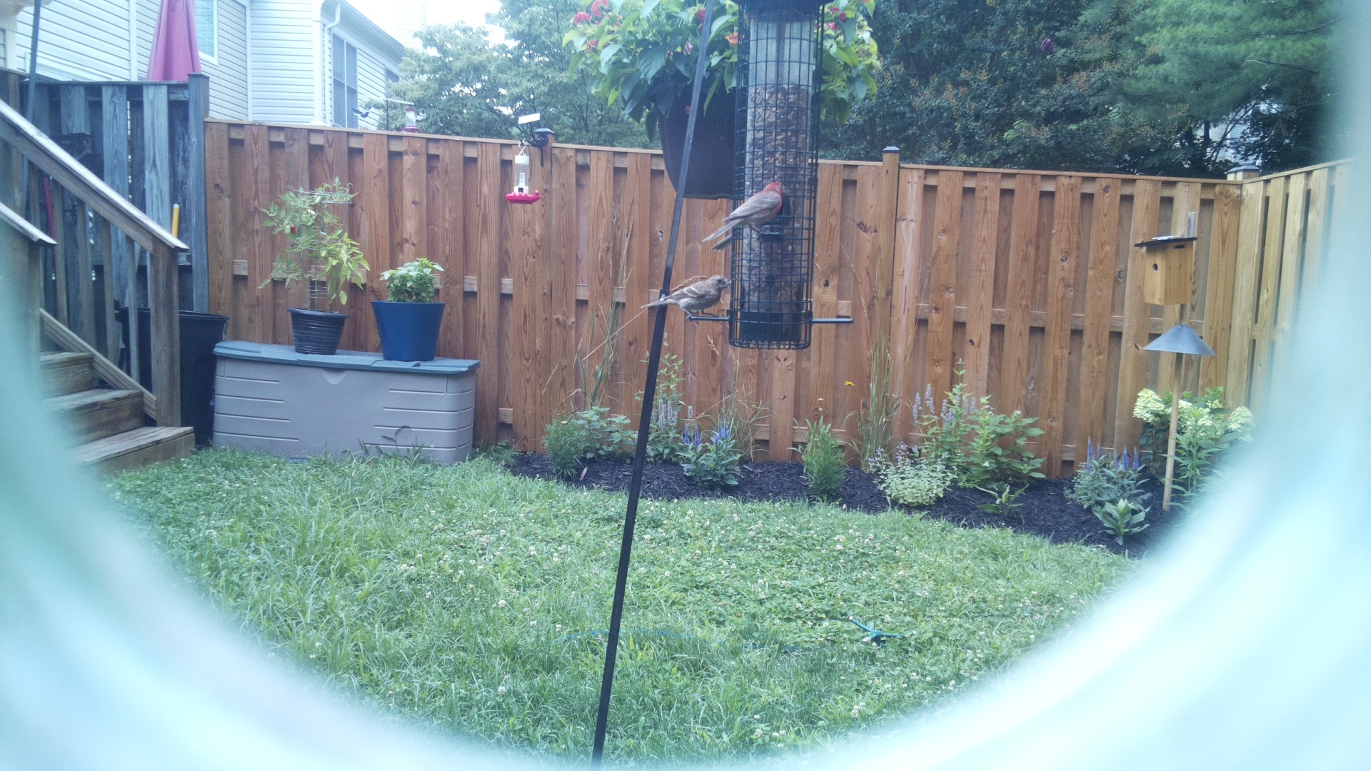 Brown-headed Cowbird