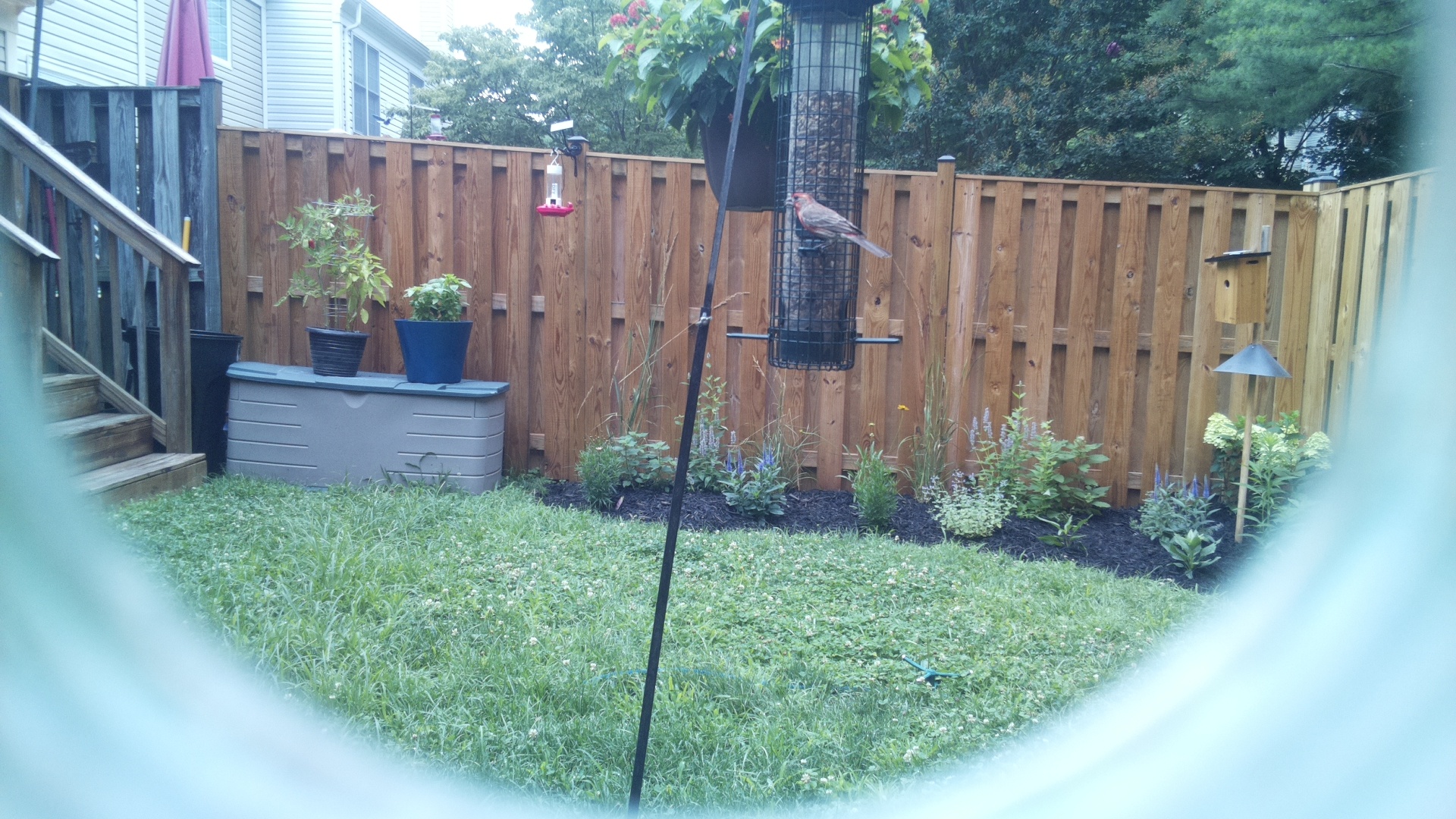 Purple Finch