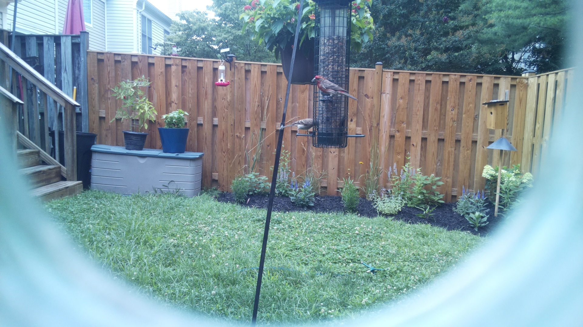 Purple Finch