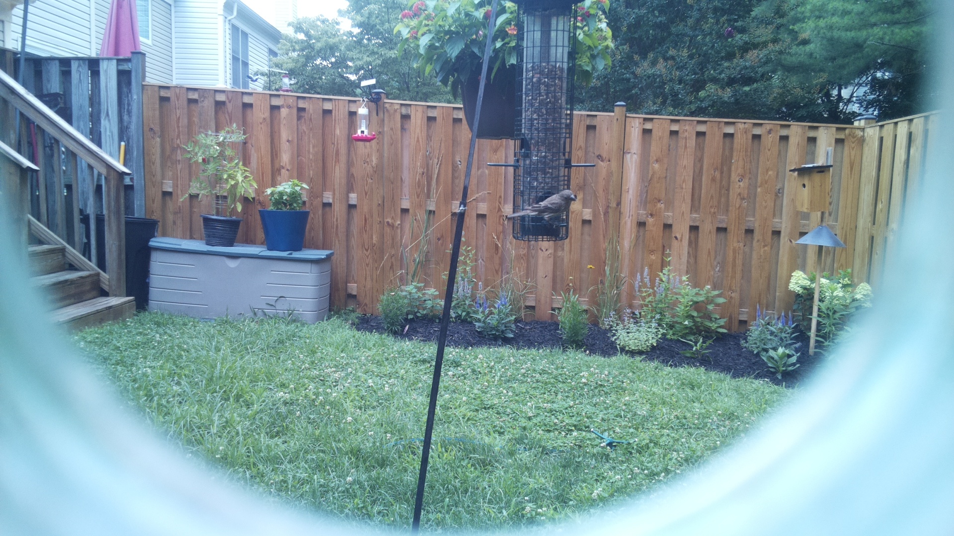 Likely Blackbird/Grackle