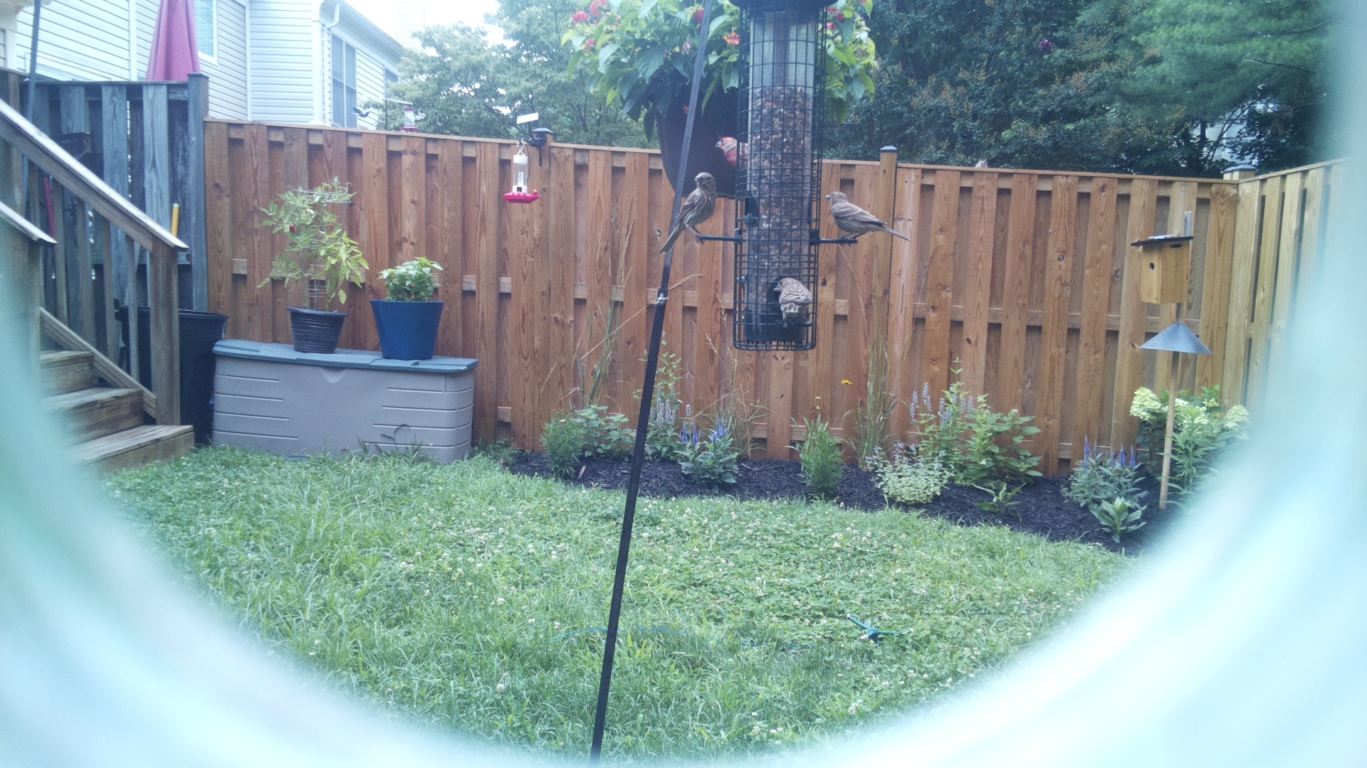 Unknown Bird