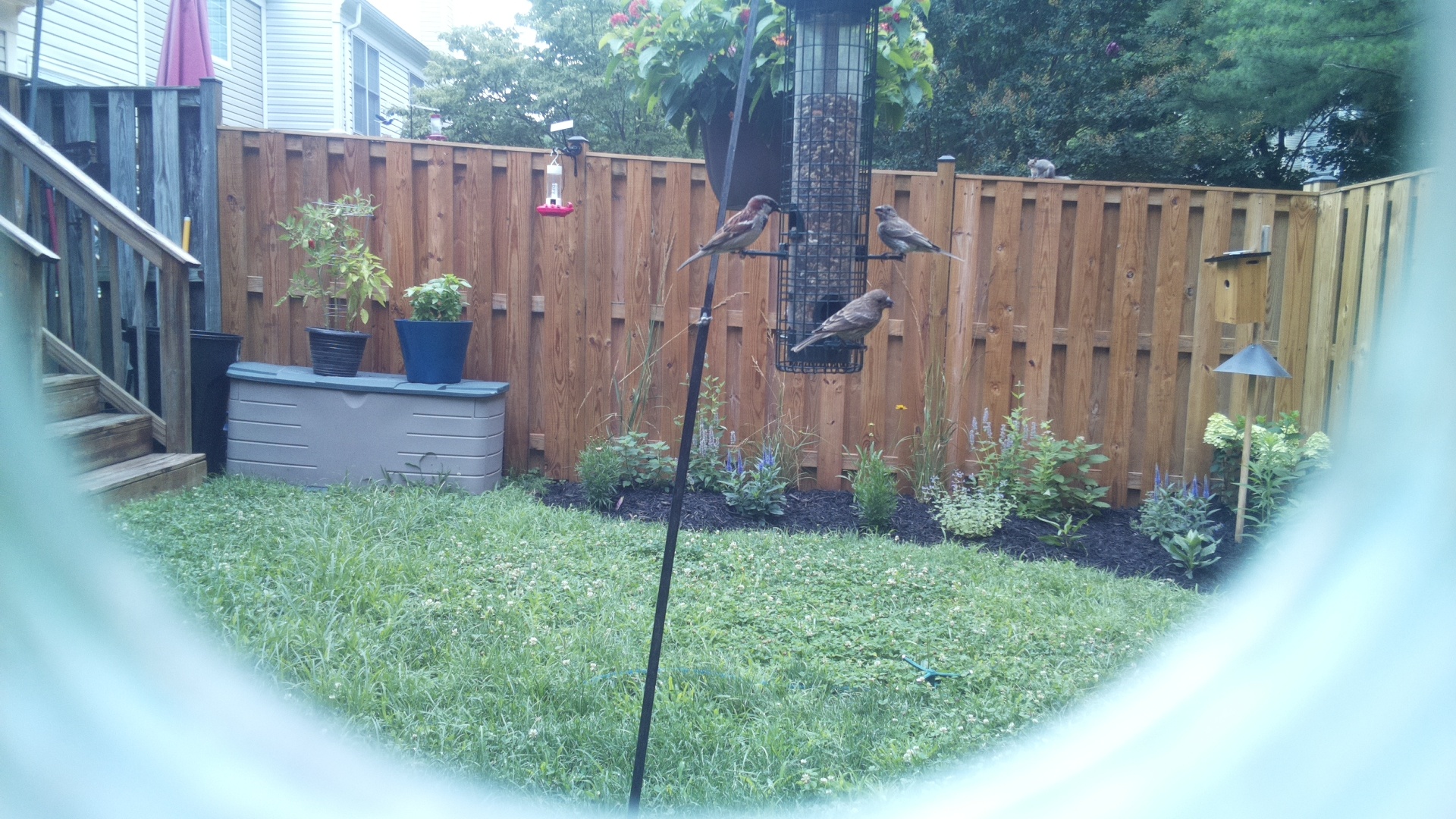 Purple Finch
