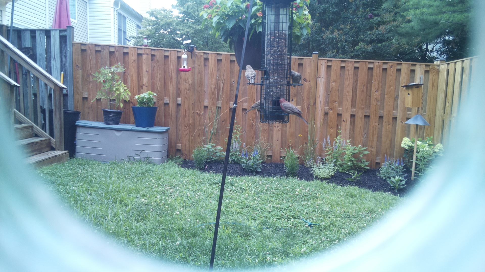 Purple Finch