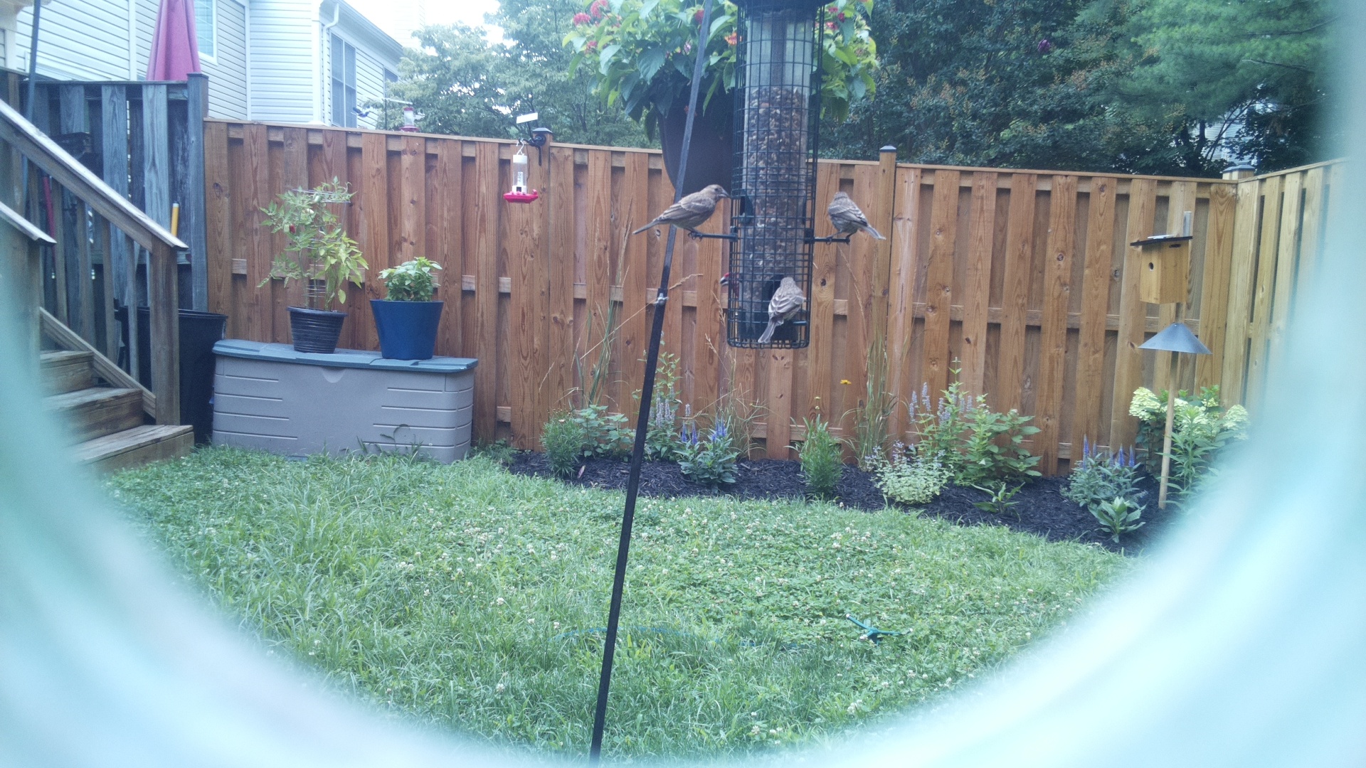 Likely Sparrow