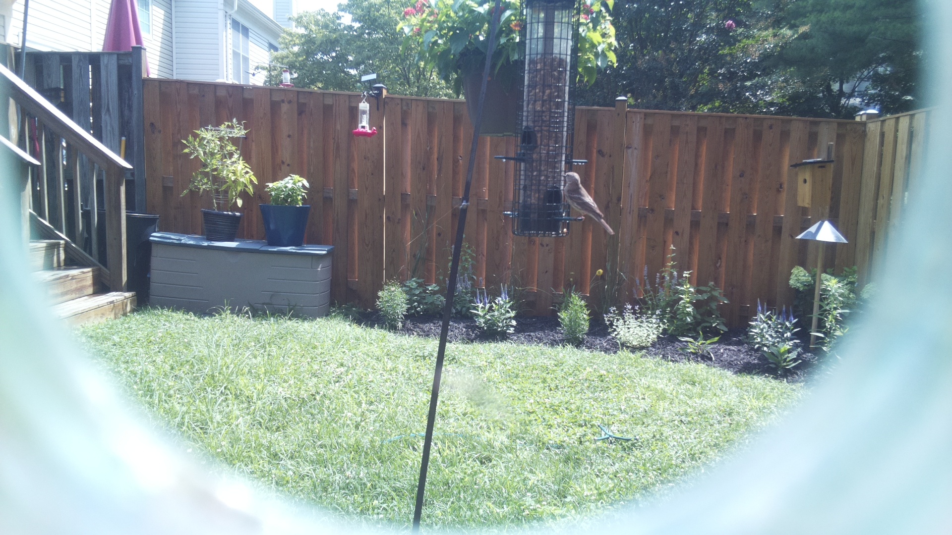 Likely Finch