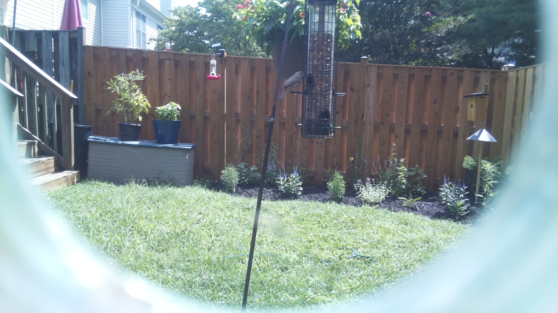 Likely Finch