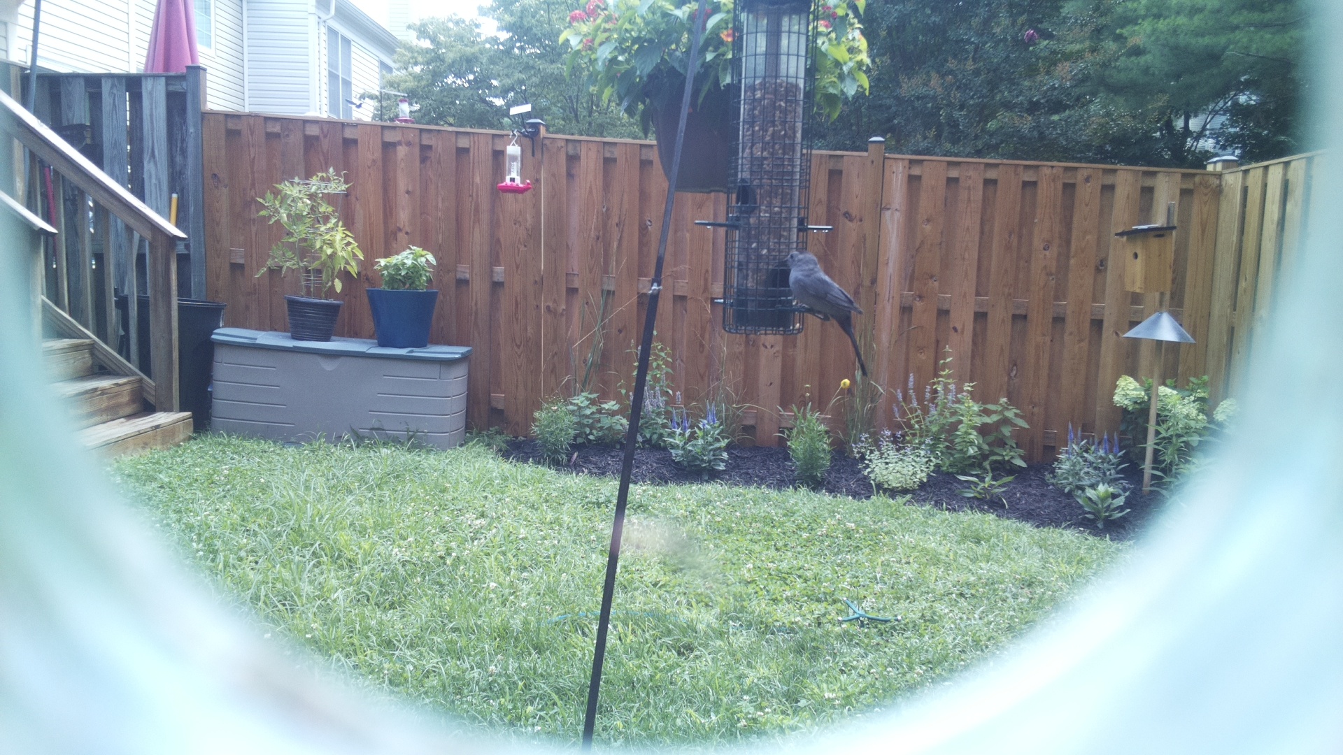 Brown-headed Cowbird