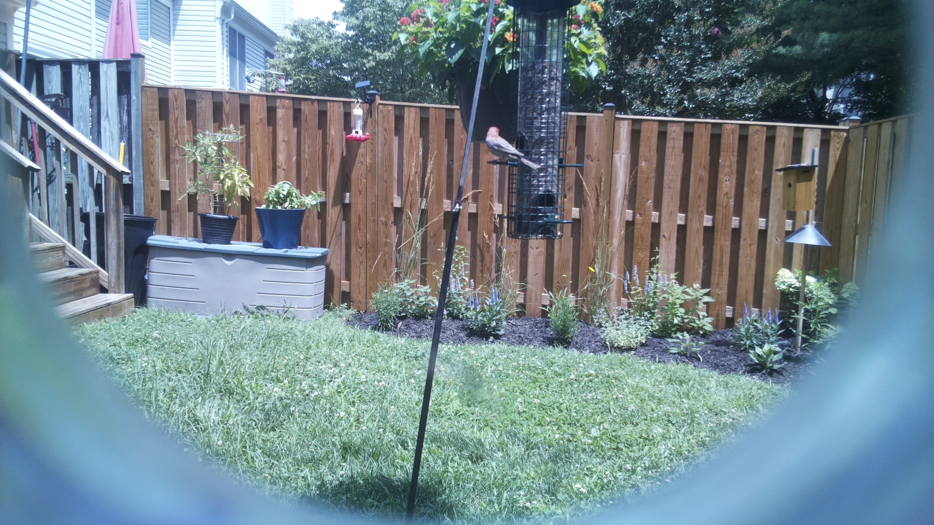 House Finch