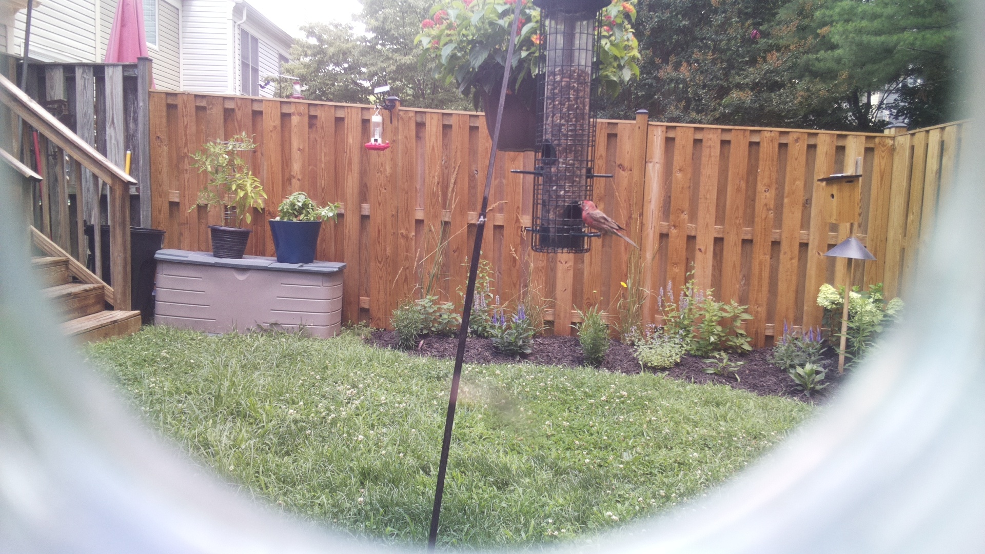Purple Finch