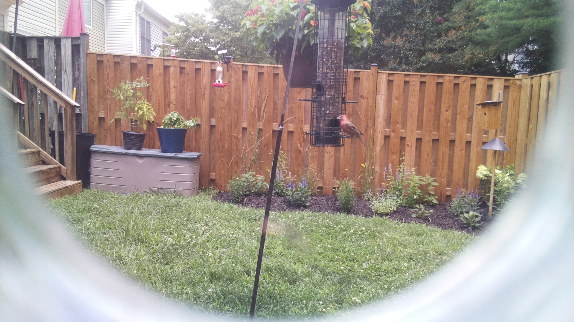 Purple Finch