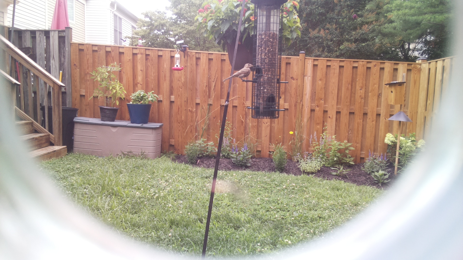 Likely Finch