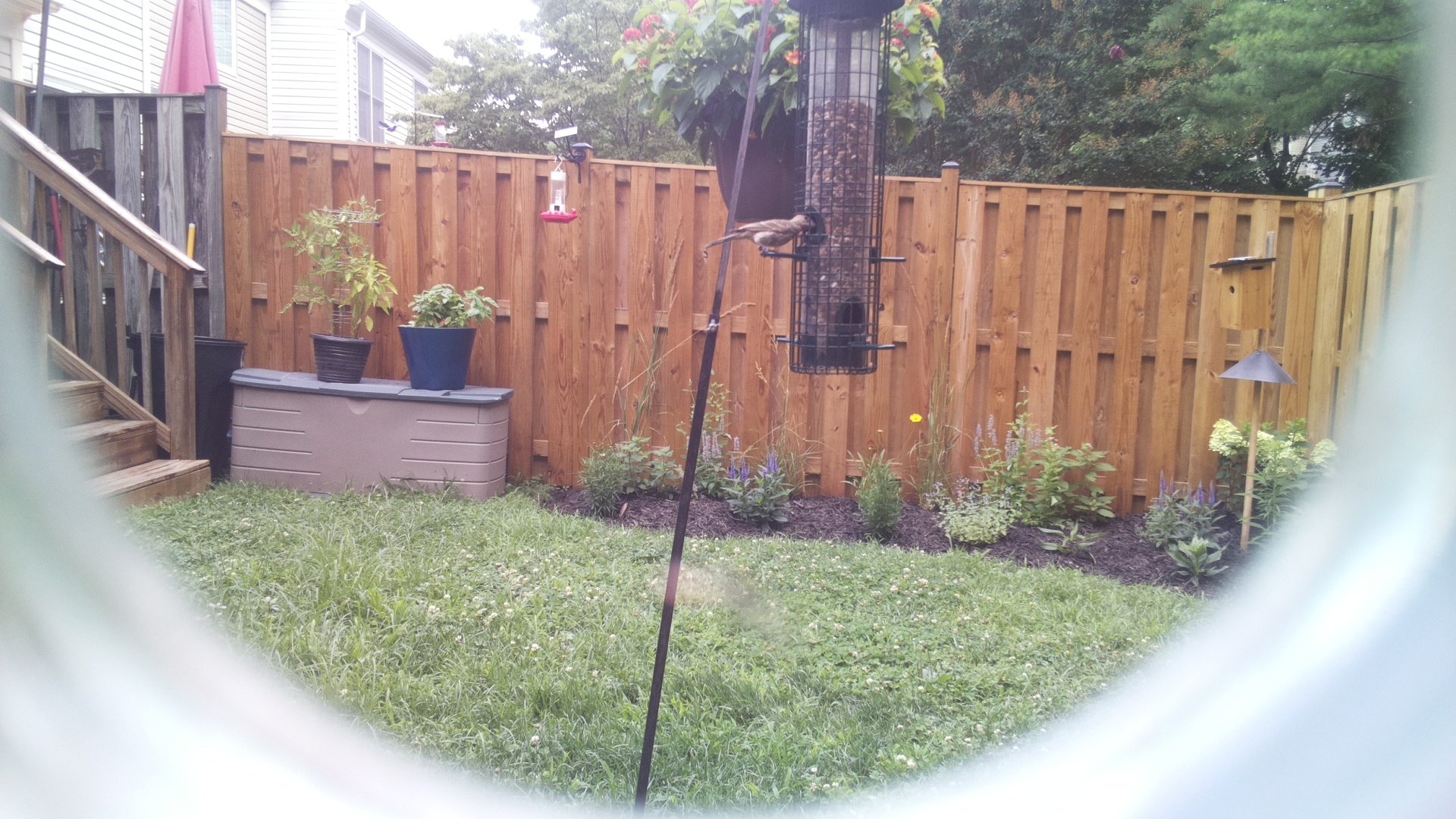 Unknown Bird