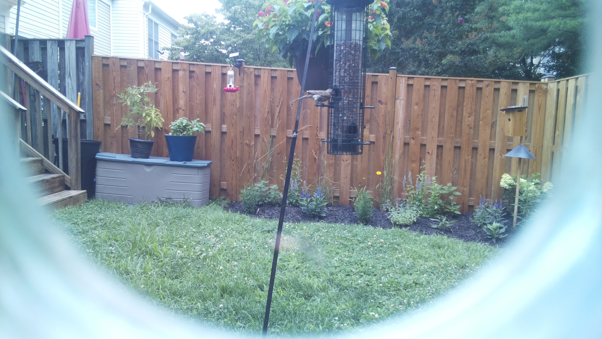 Unknown Bird