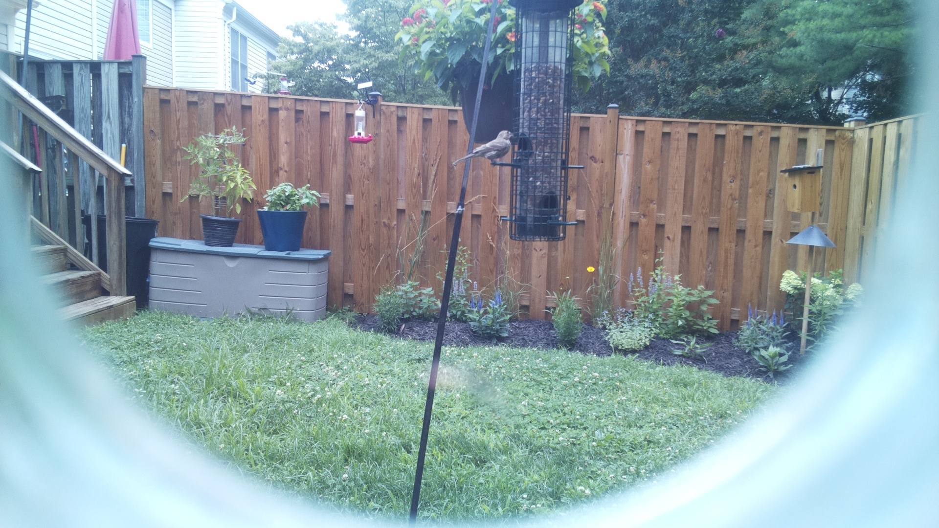Likely Sparrow