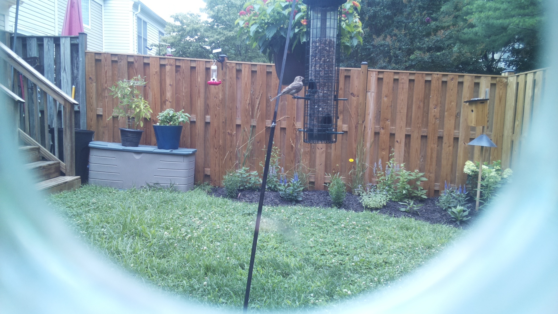Likely Finch