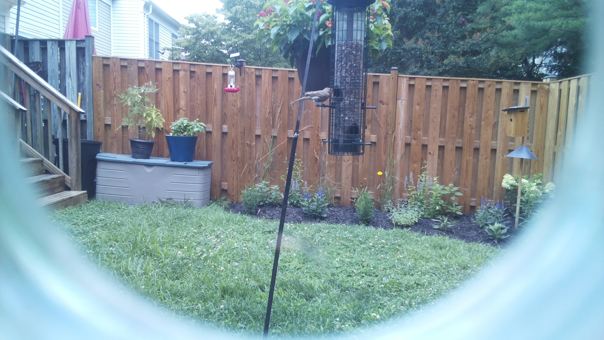 Likely Sparrow