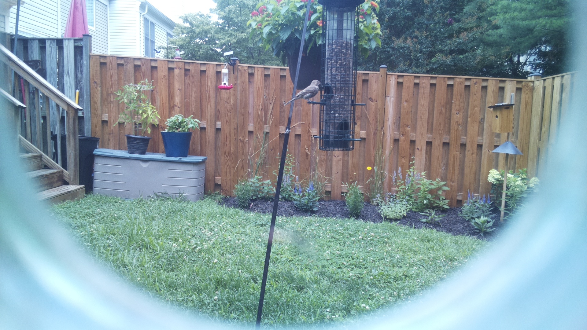 Likely Finch